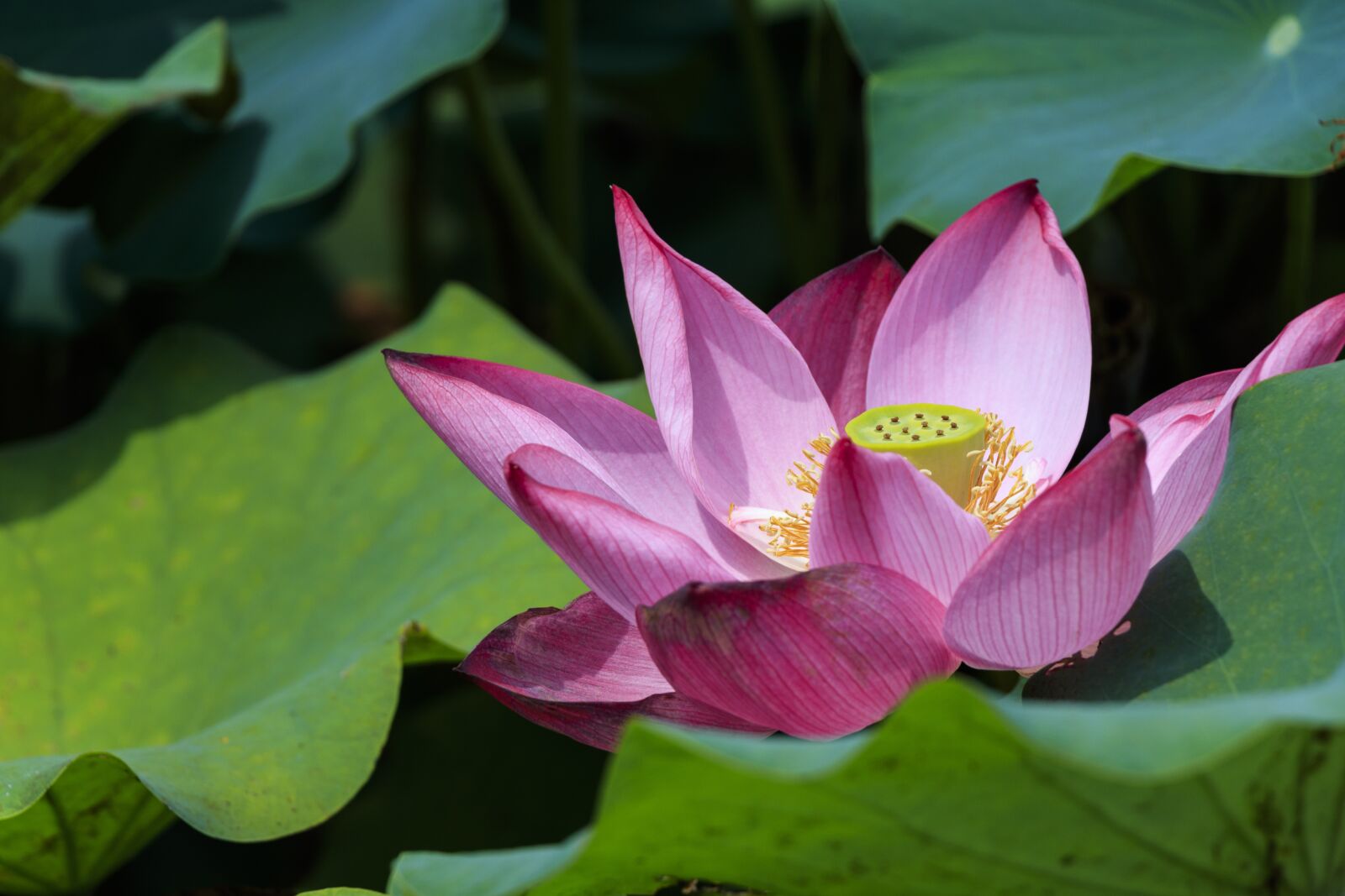 Canon EF-S 18-135mm F3.5-5.6 IS USM sample photo. Lotus, lotus root, lotus photography