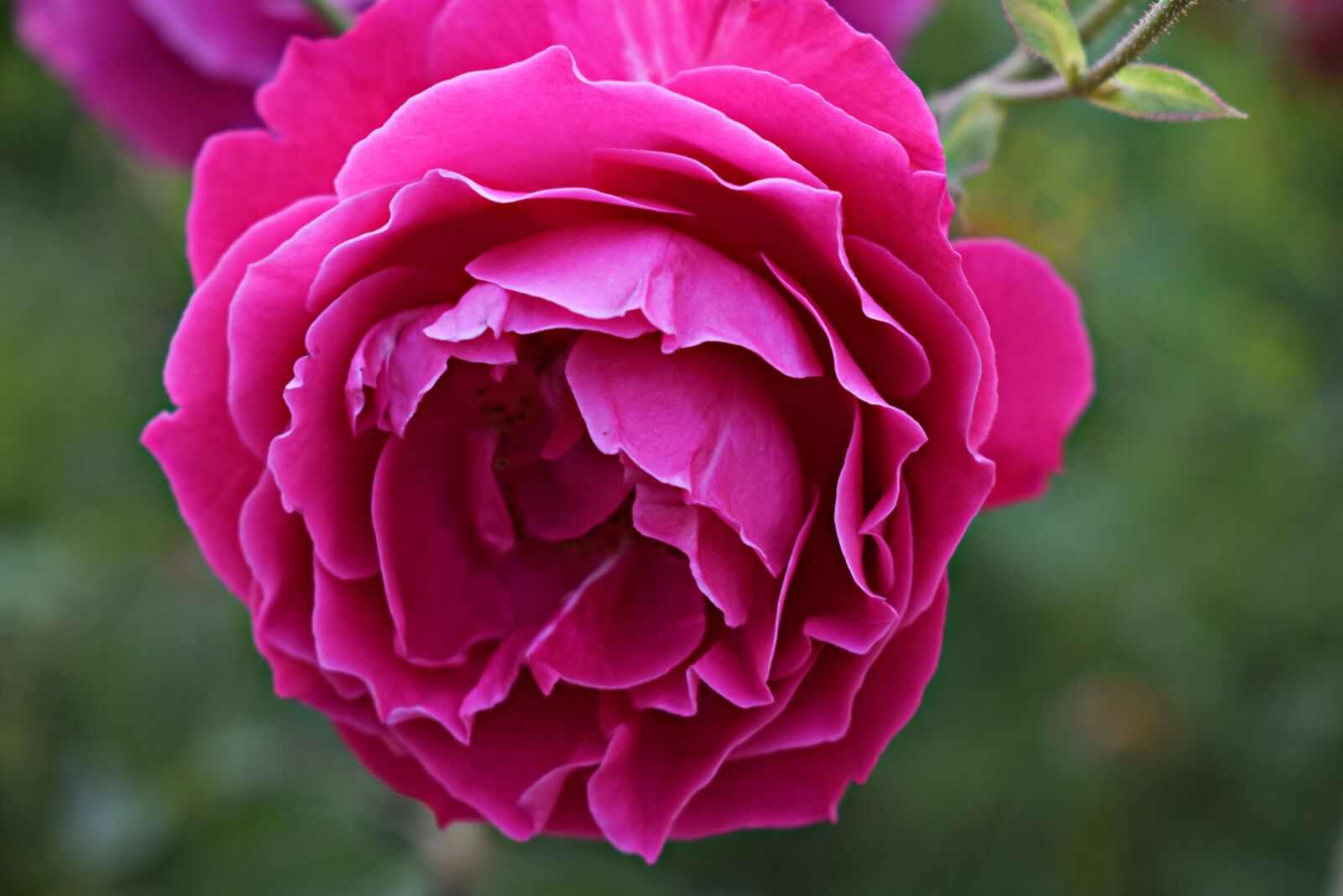 Nikon D3300 sample photo. Rose, flower, nature photography