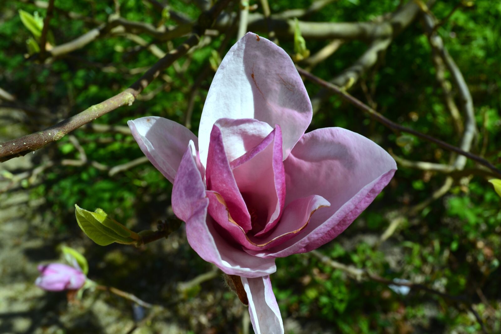 Nikon D3100 sample photo. Nature, flower, plant photography
