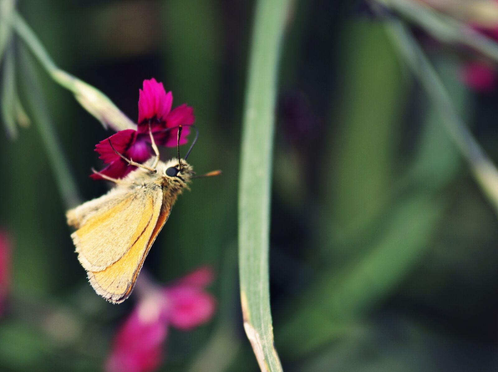 Pentax K-r sample photo. Butterfly, flower, summer photography