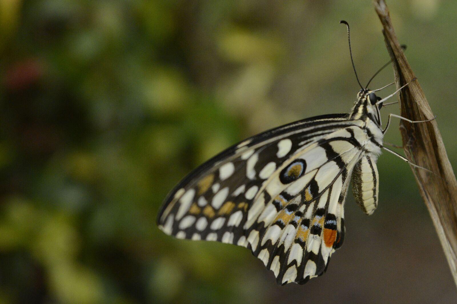 Nikon D5200 sample photo. Butterfly, drying, wings photography