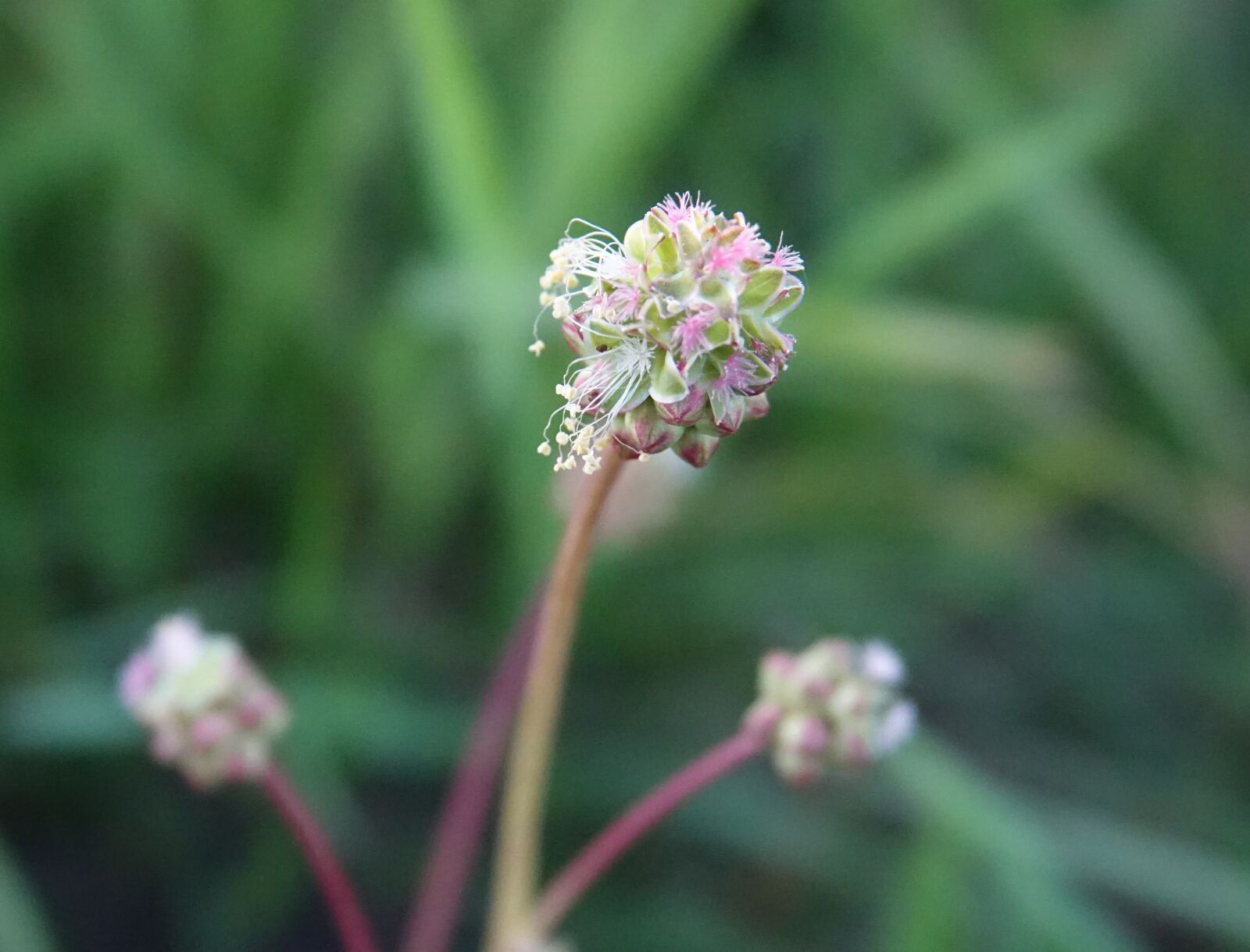 Sony Cyber-shot DSC-RX10 III sample photo. Plant, nature, background photography