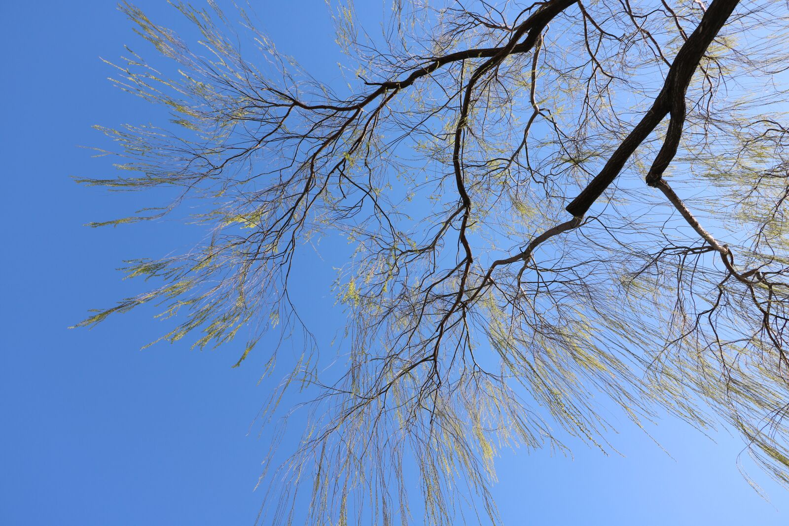 Canon EOS 760D (EOS Rebel T6s / EOS 8000D) sample photo. Willow, blue sky, spring photography