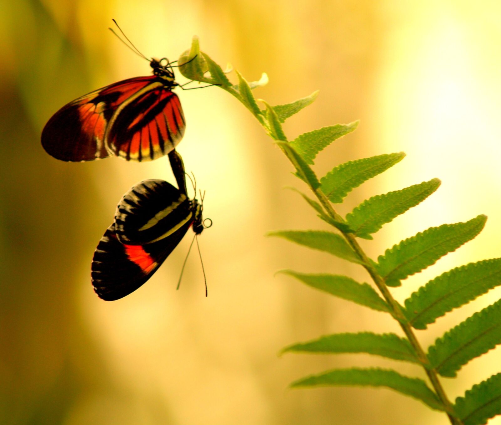 Olympus E-500 (EVOLT E-500) sample photo. Butterflies, mating, intimate photography