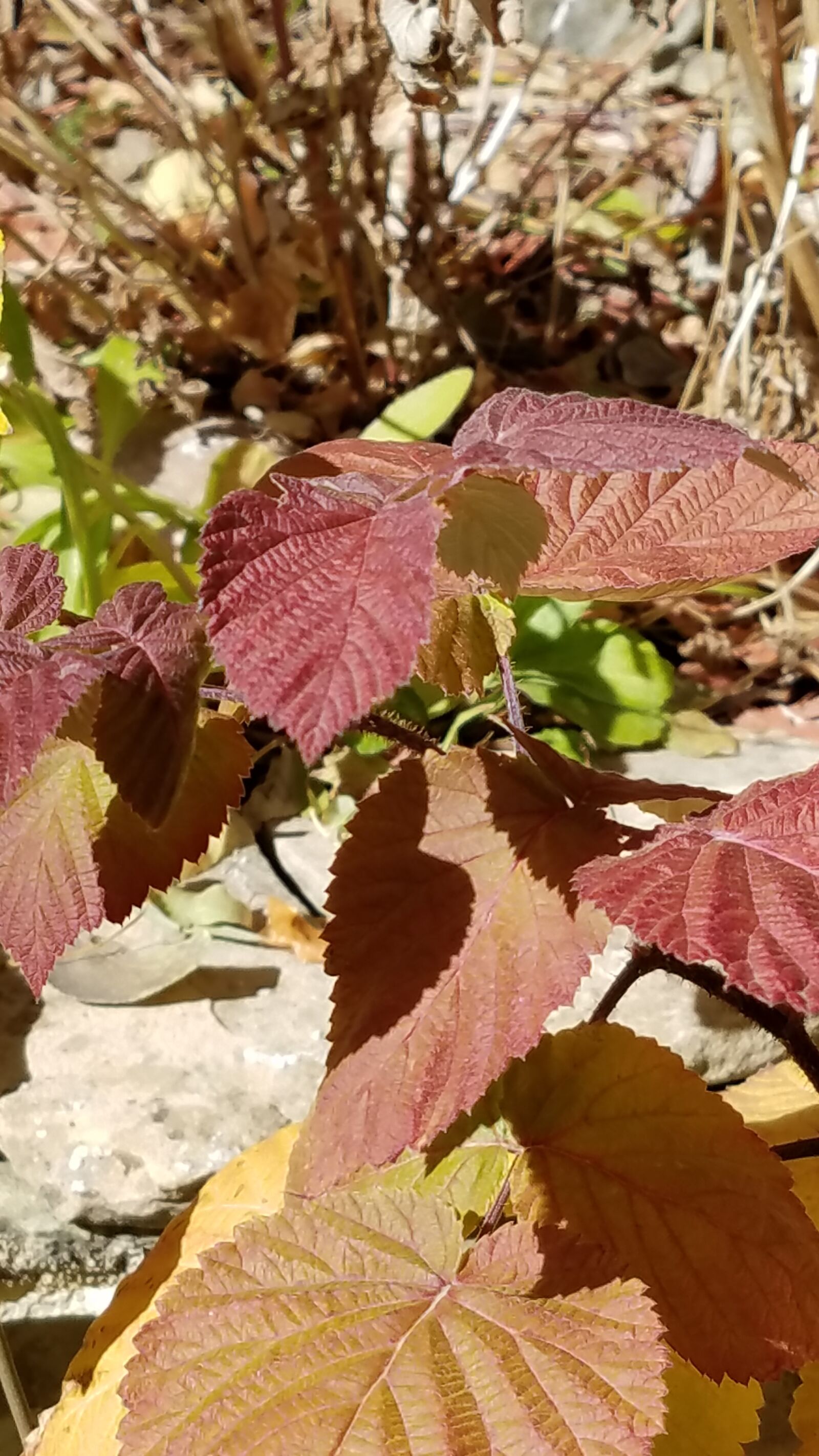 Samsung Galaxy S7 Edge sample photo. Leaves, fall, nature photography