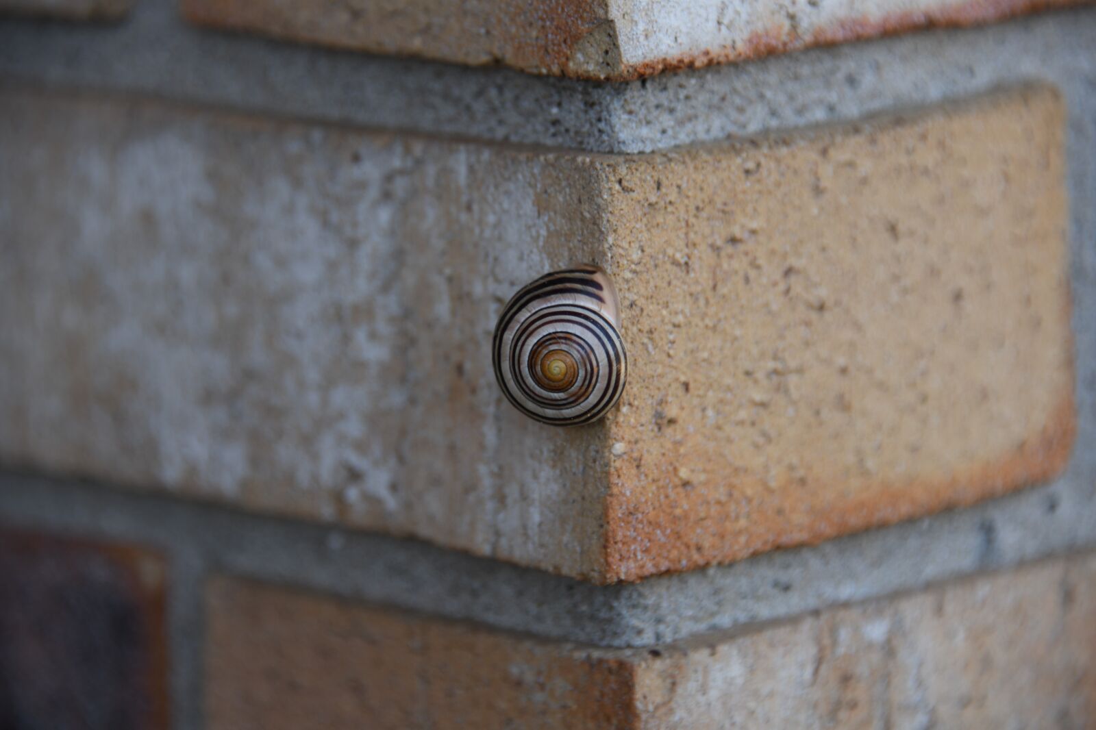 Nikon D850 sample photo. Snail, spiral, texture photography