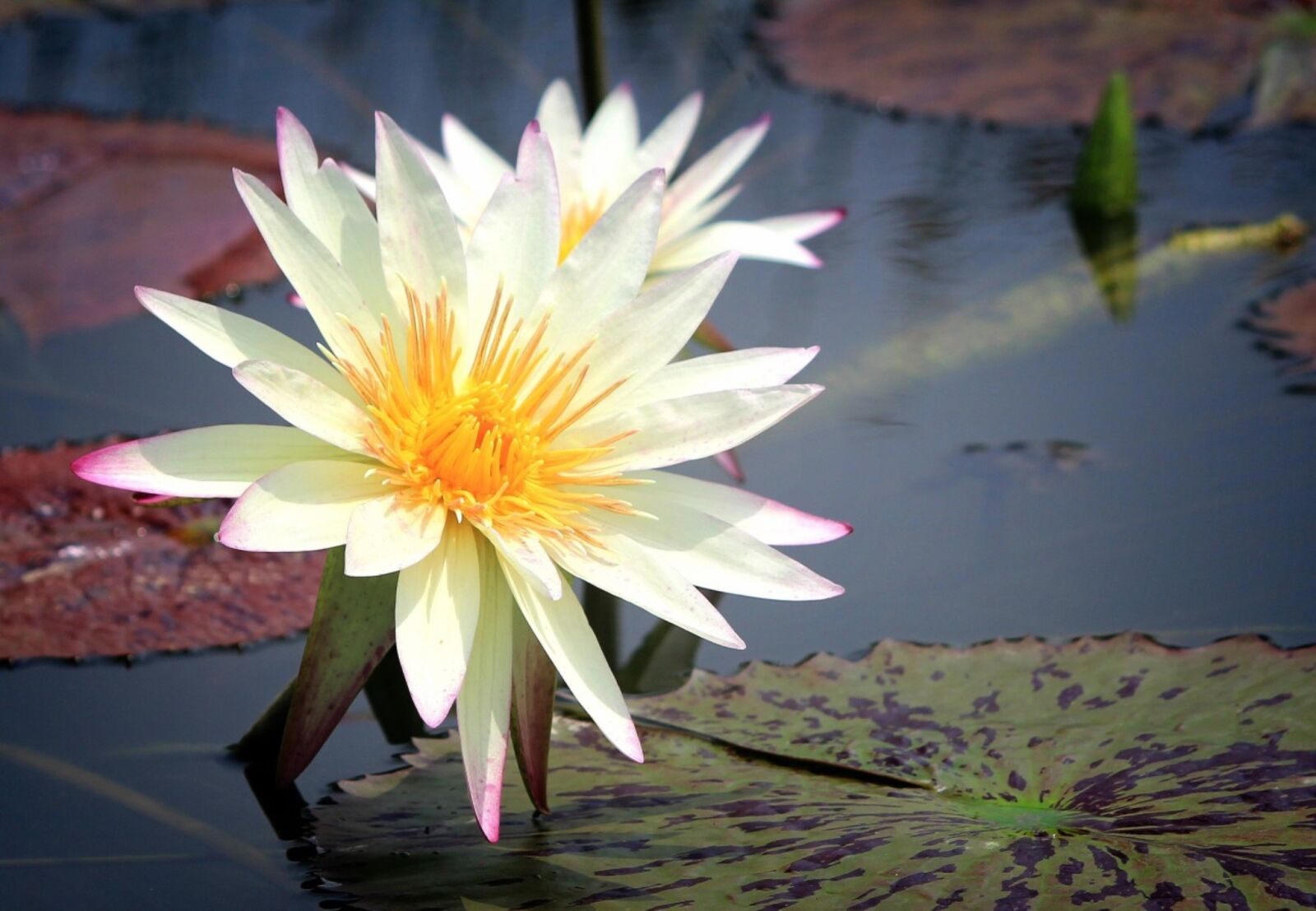 Canon EOS 60D sample photo. Water lilies, flowers, pond photography