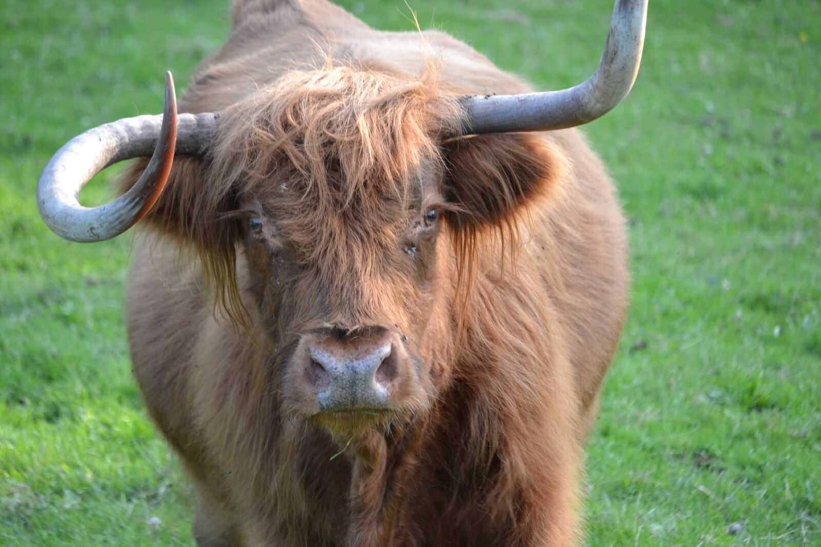 Nikon D3100 sample photo. Animals, highland cattle, highland photography