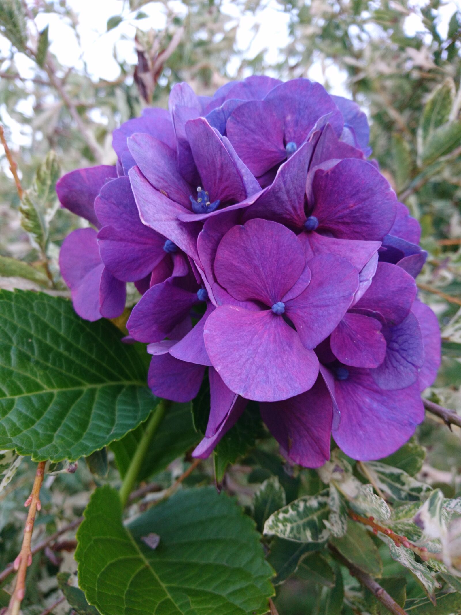 Sony Xperia X sample photo. Flower, violet, flowers photography