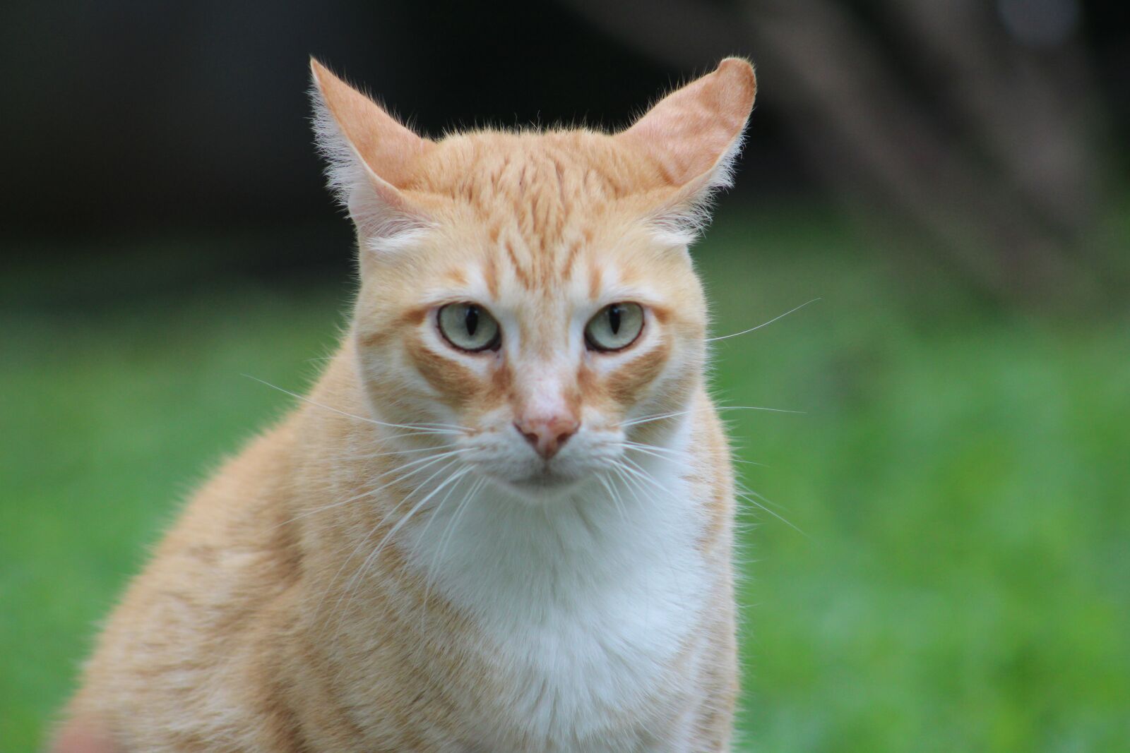 Canon EOS 1300D (EOS Rebel T6 / EOS Kiss X80) sample photo. Cat, feline, kitty photography