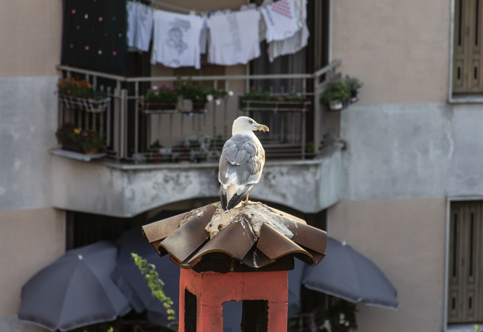 Nikon D7100 sample photo. Seagull, fireplace, bird photography