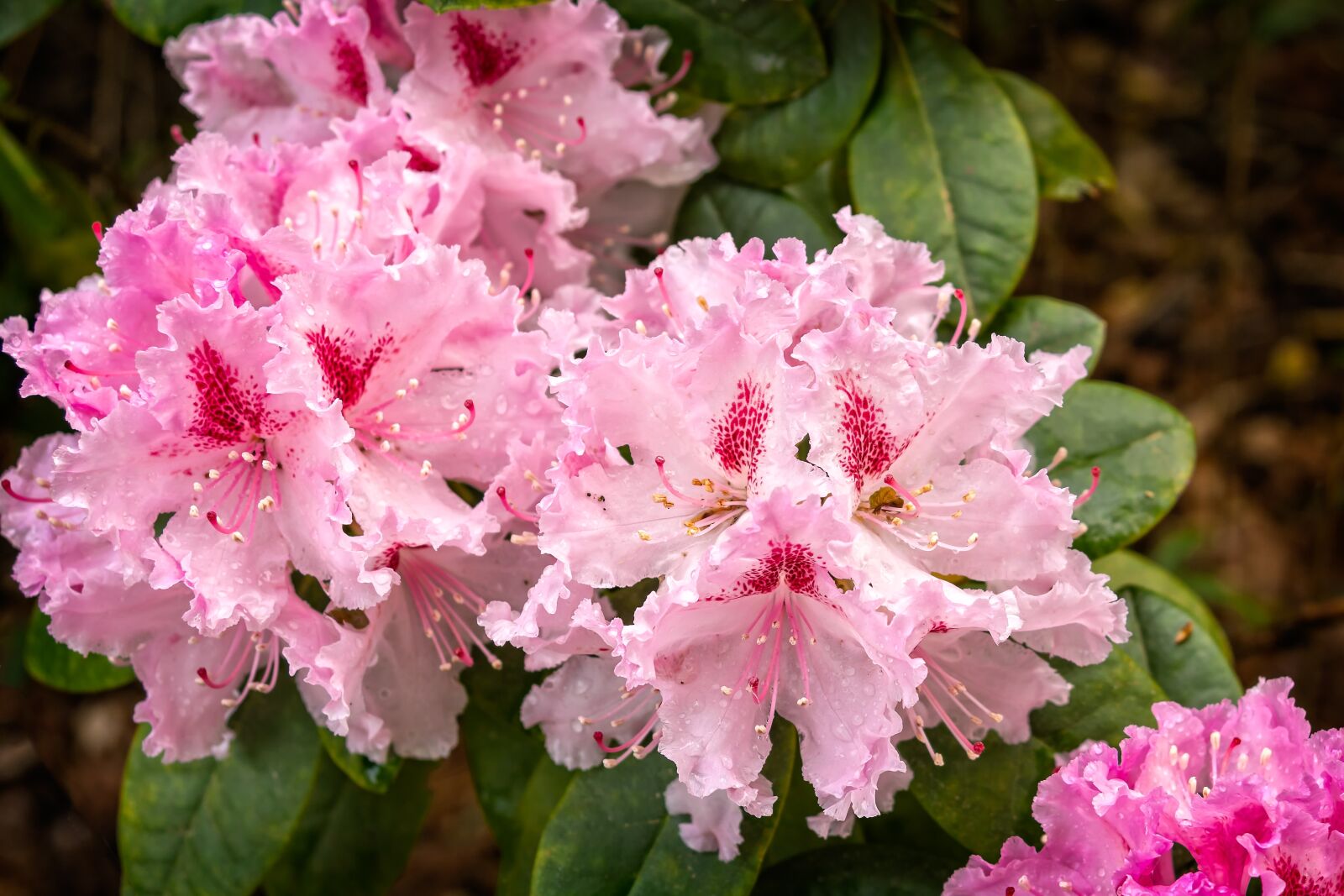 Nikon D3300 sample photo. Rhododendron, blossom, bloom photography
