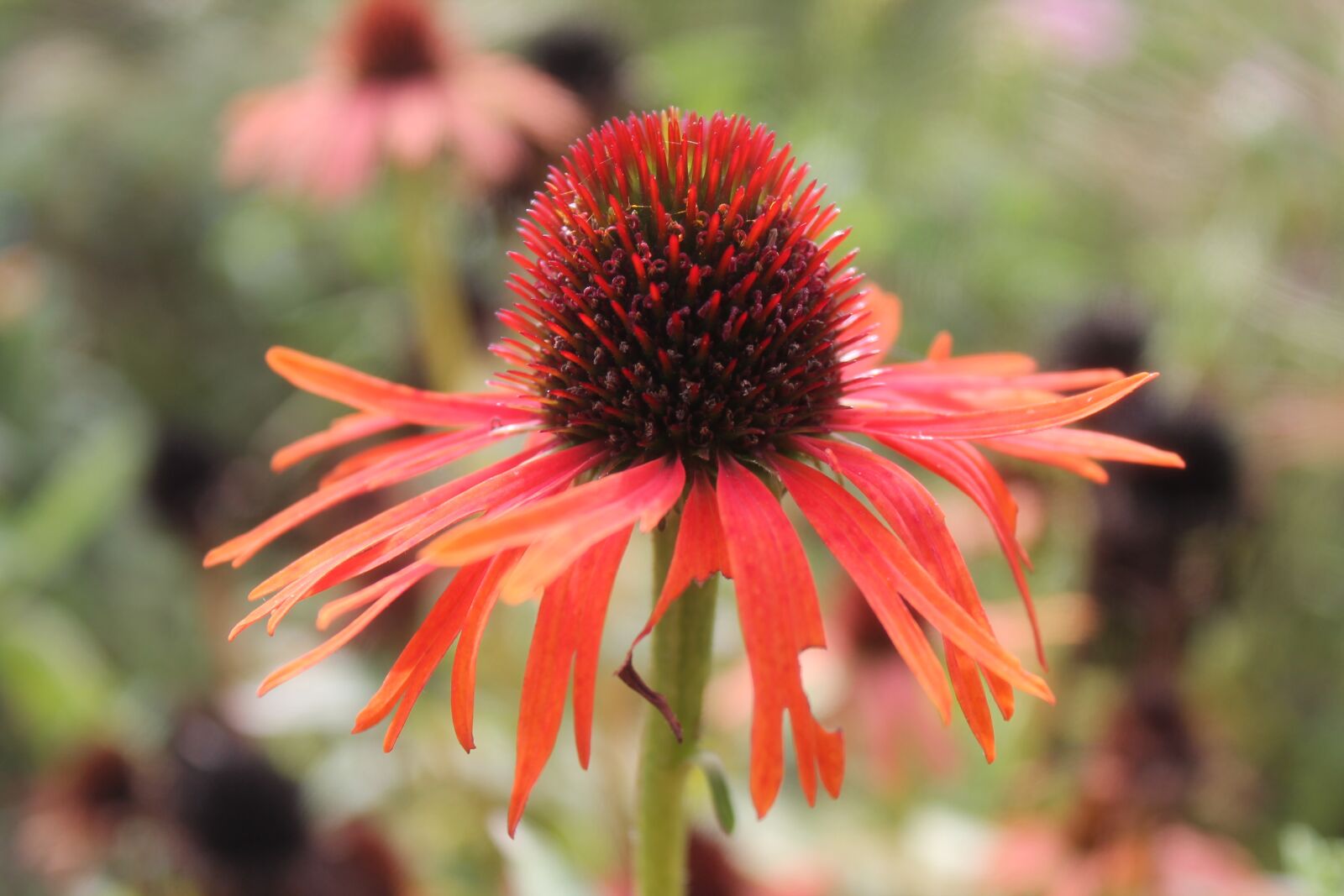 Canon EOS 1100D (EOS Rebel T3 / EOS Kiss X50) sample photo. Coneflower, summer, nature photography
