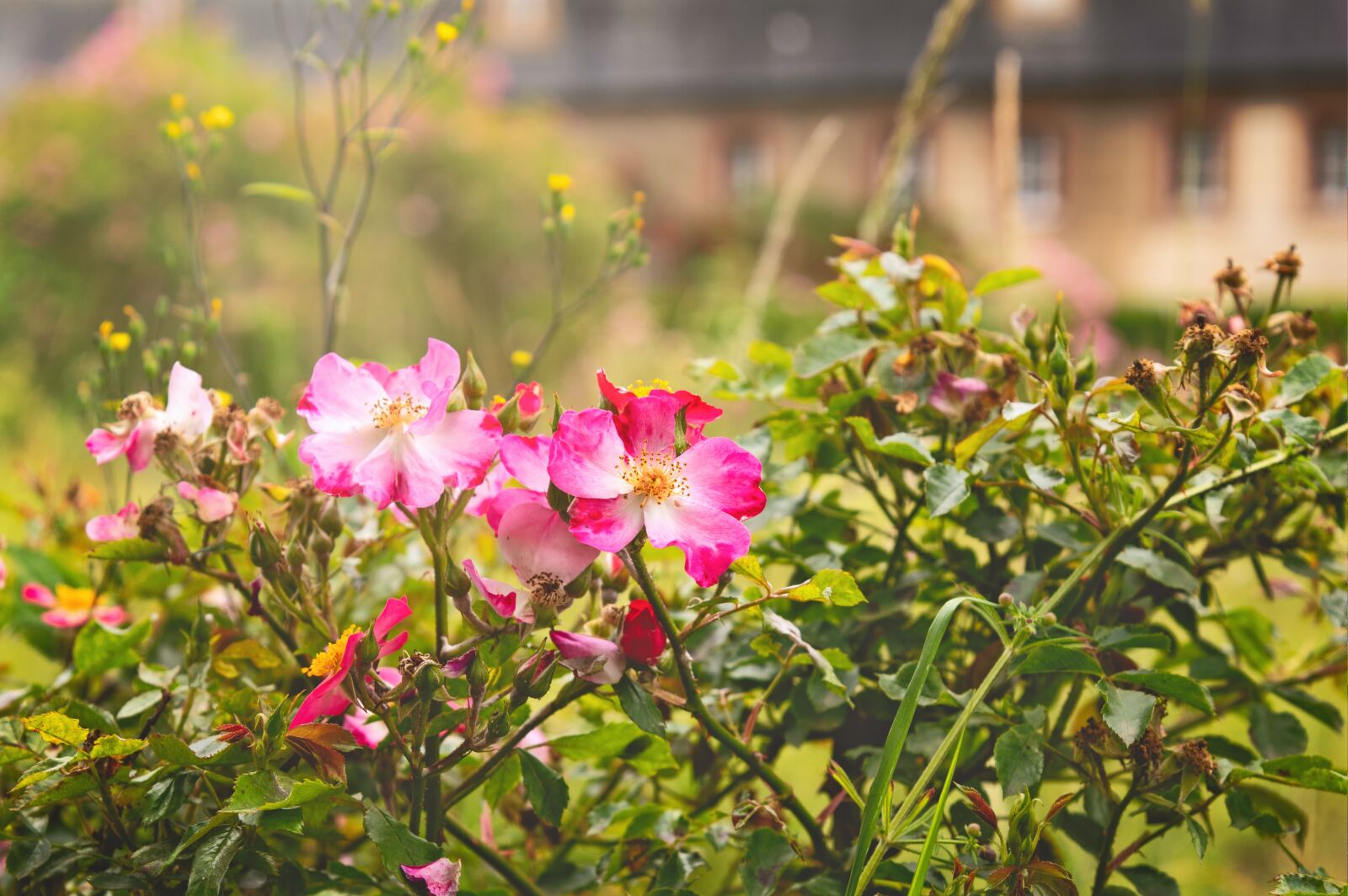 Nikon Z6 sample photo. Flower, blossom, bloom photography