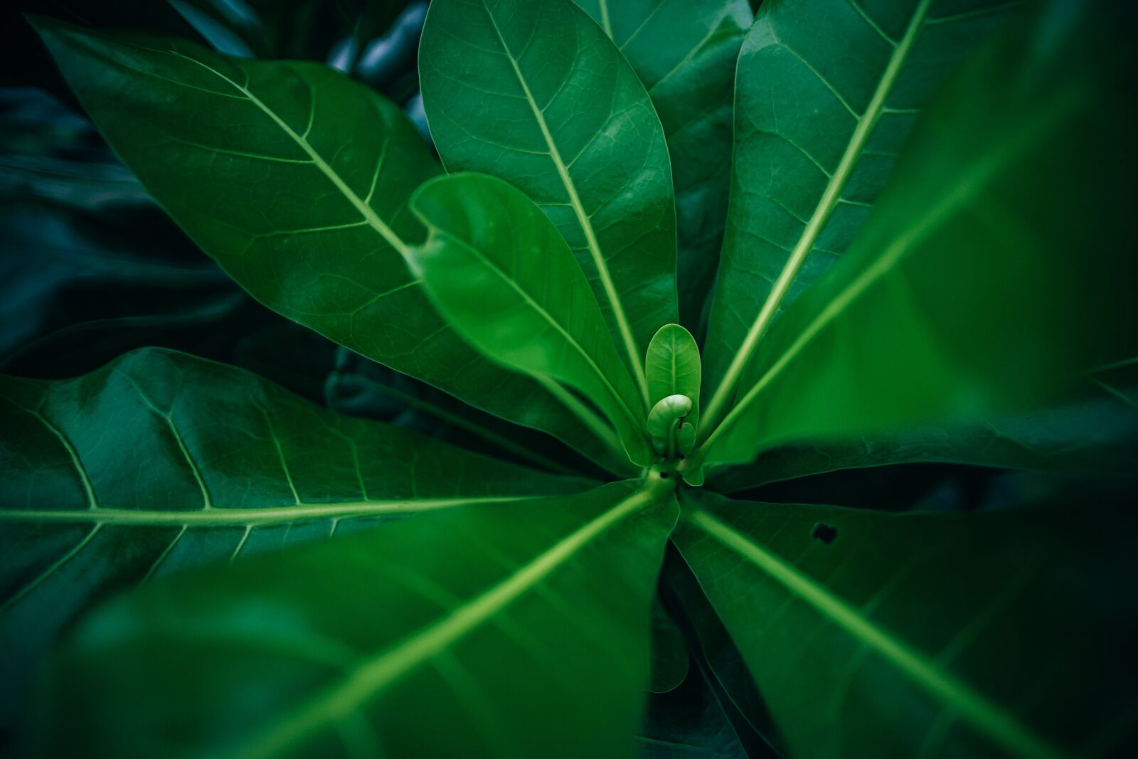 Sony a7 II sample photo. Backdrop, background, beautiful photography