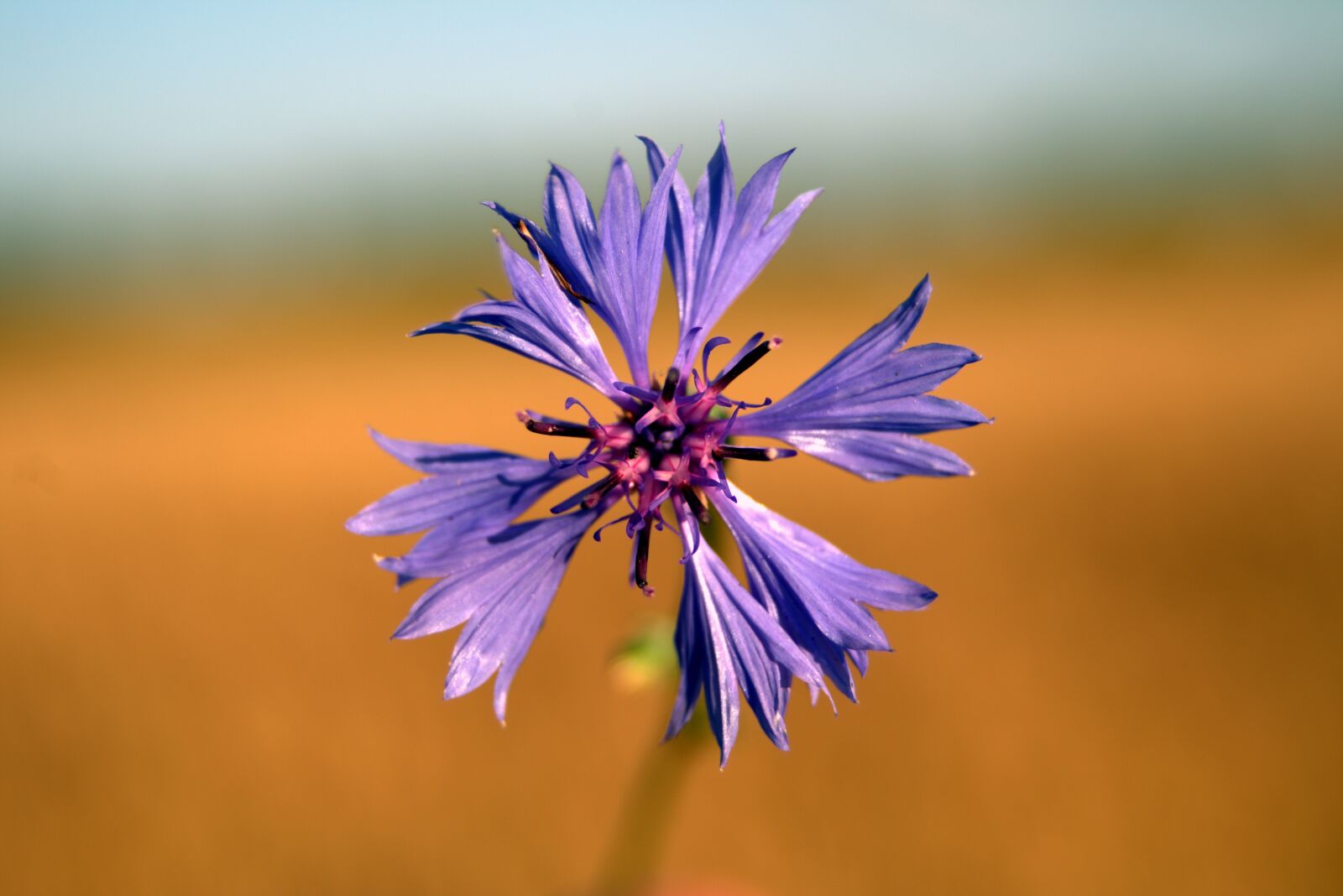 Pentax K-S2 sample photo. Cornflower, flower, blue photography