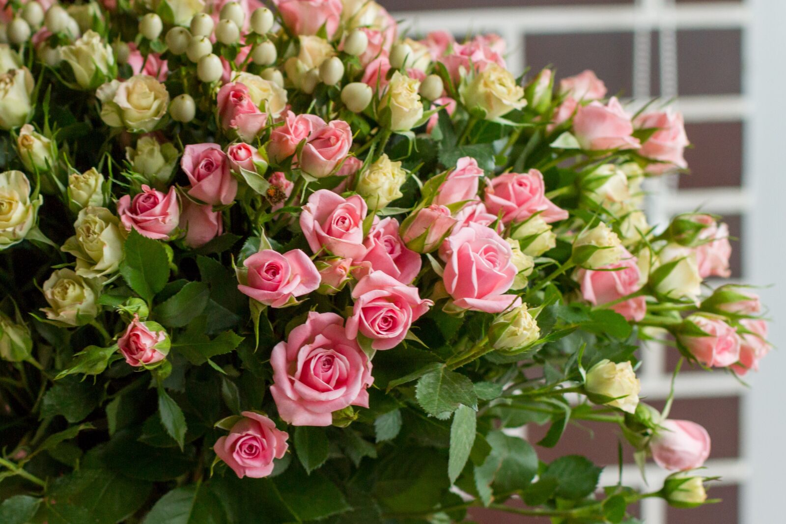 Canon EOS 7D sample photo. Rose, flower, pink photography
