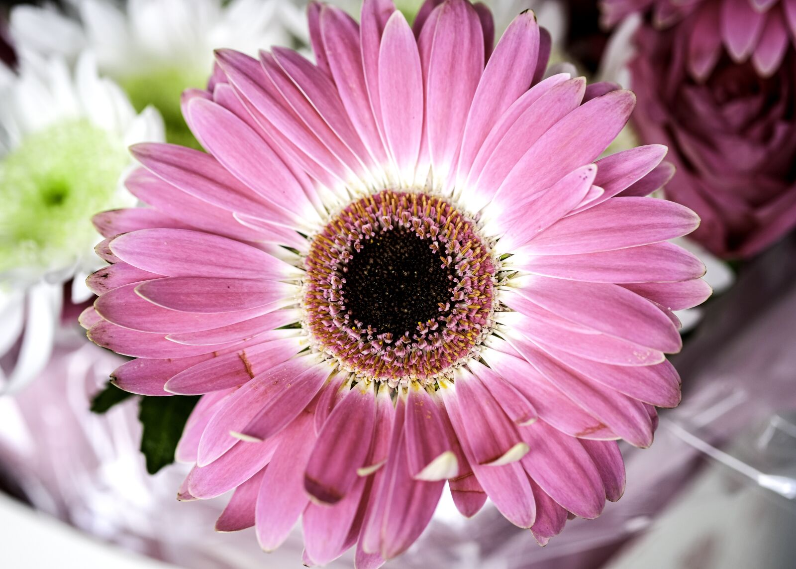 Fujifilm XF 60mm F2.4 R Macro sample photo. Flower, blossom, dahlia photography