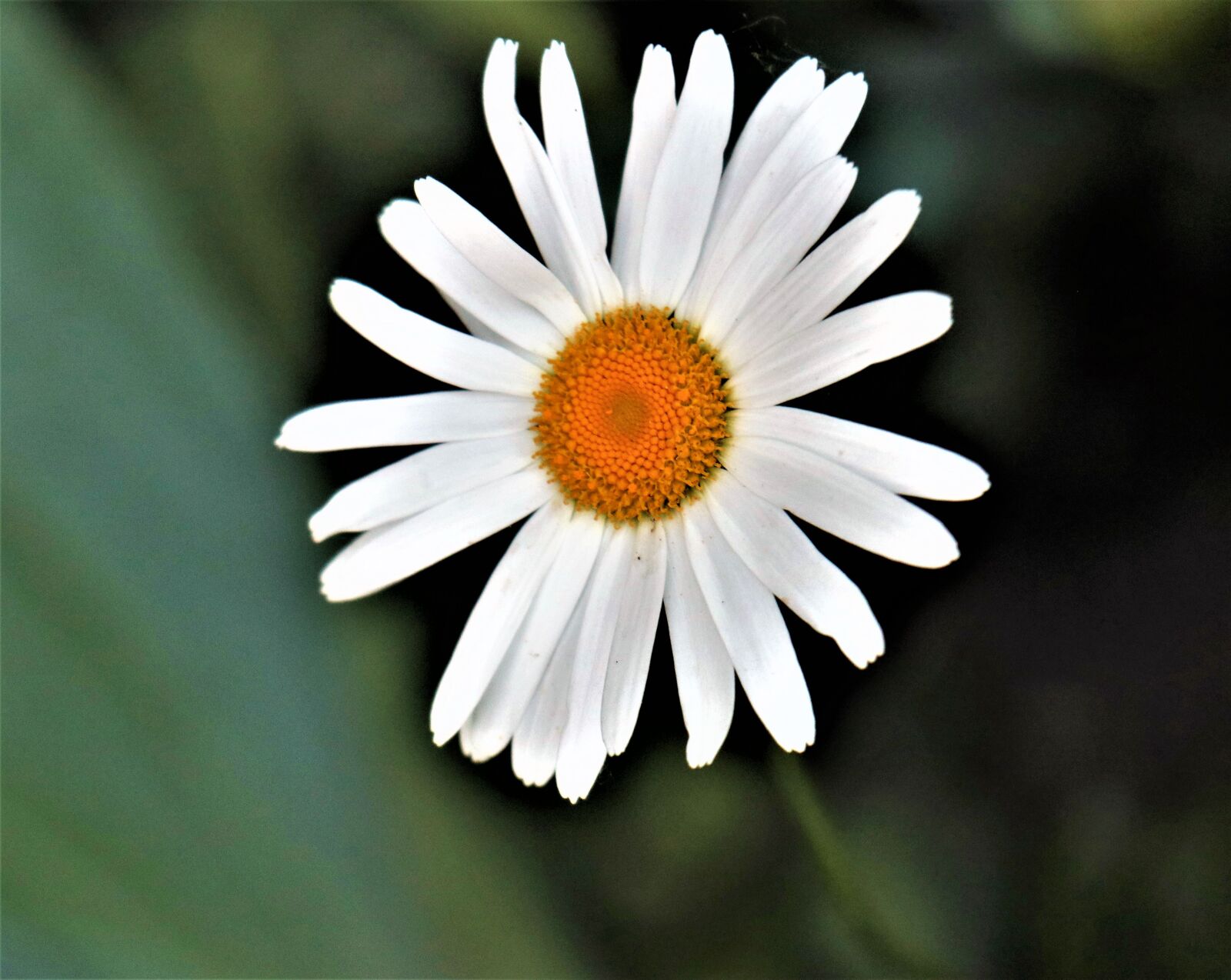 Canon EOS M6 sample photo. Daisy, flower, plant photography