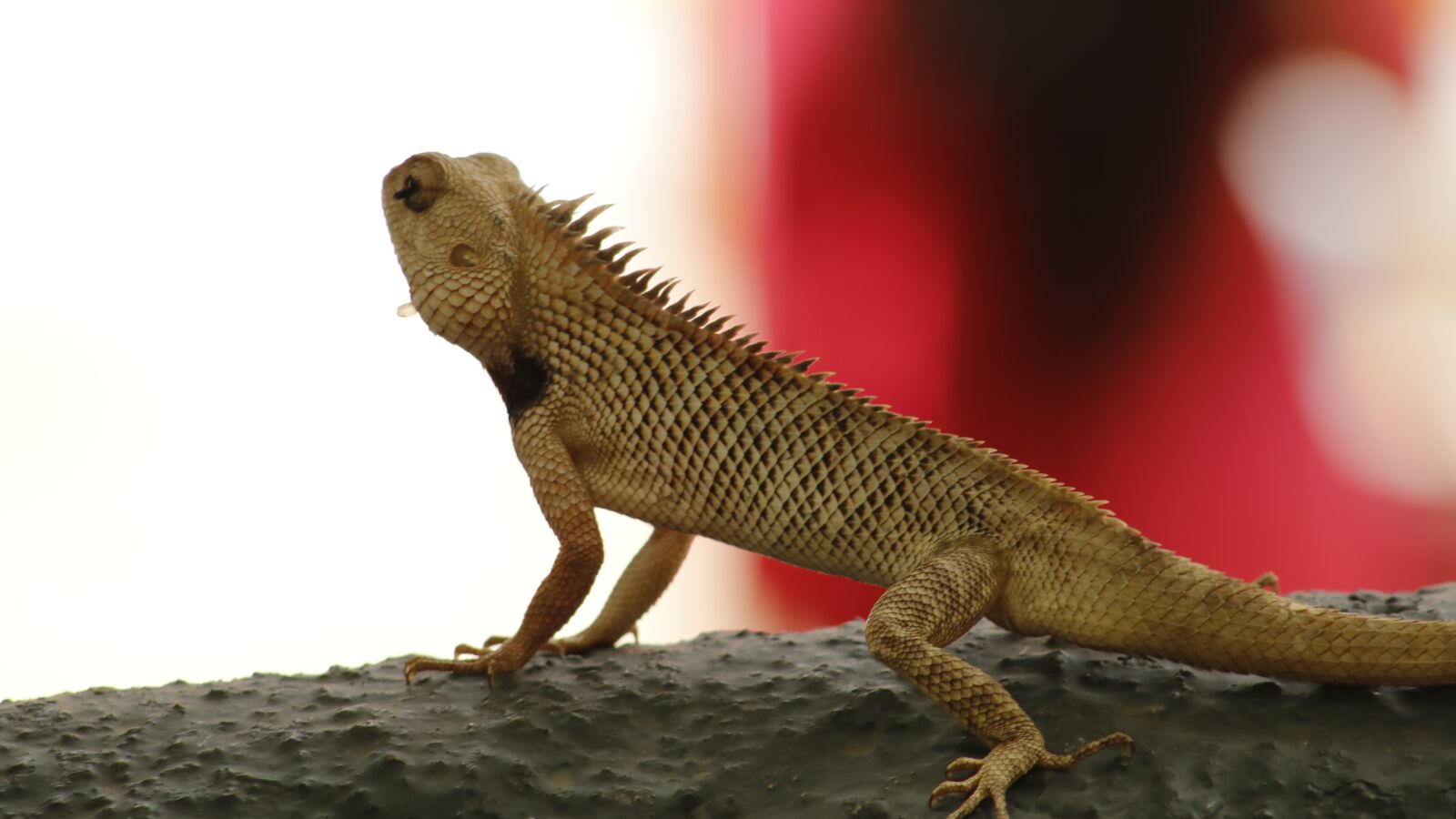 Canon EF75-300mm f/4-5.6 sample photo. Sanguinolentus, agamas, owl photography