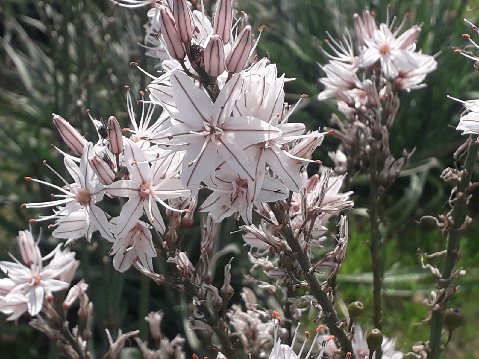 Samsung Galaxy J6 sample photo. White, rose, spring photography