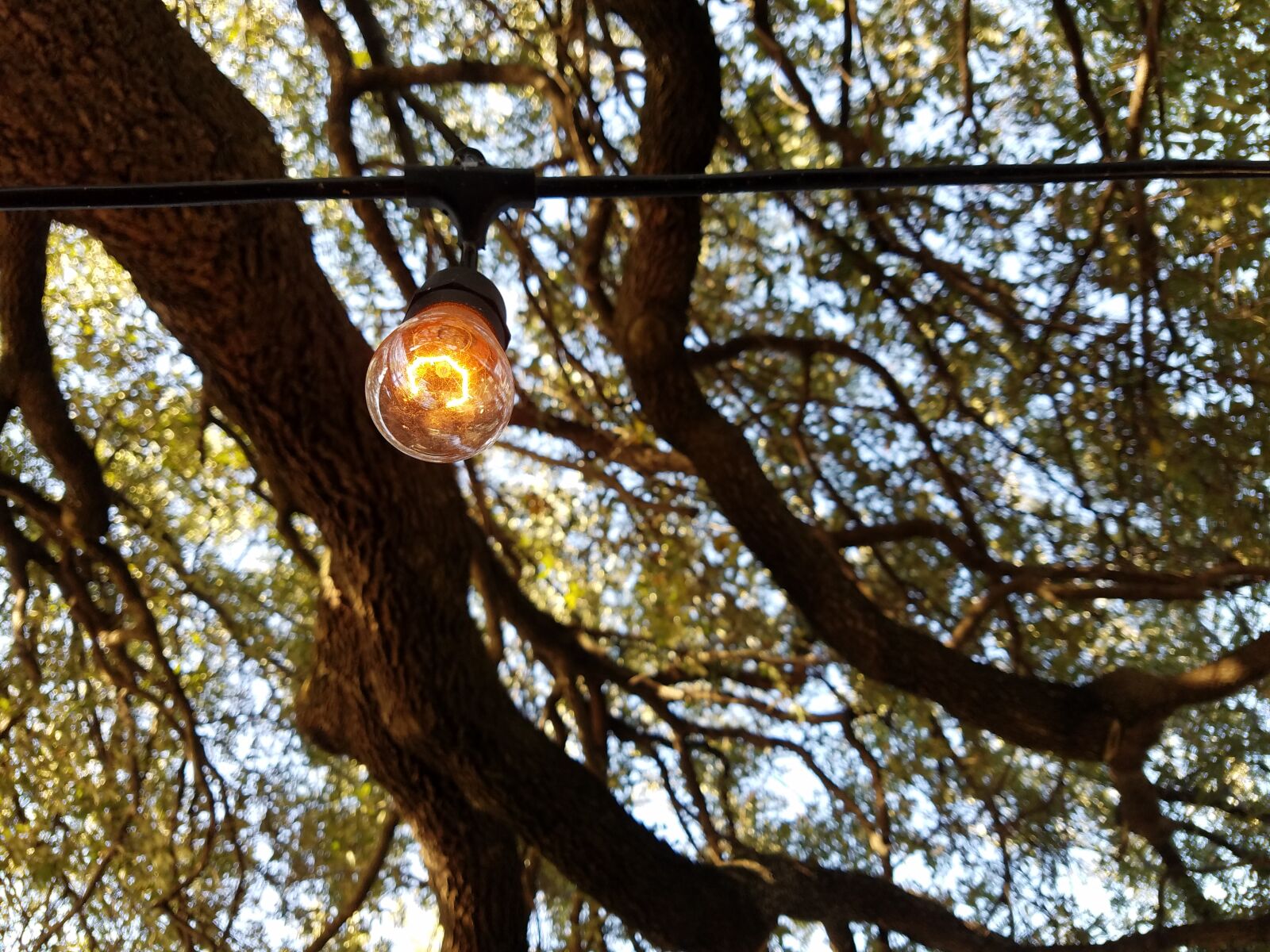 Samsung Galaxy S7 Edge sample photo. Branch, bulb, leaves, light photography