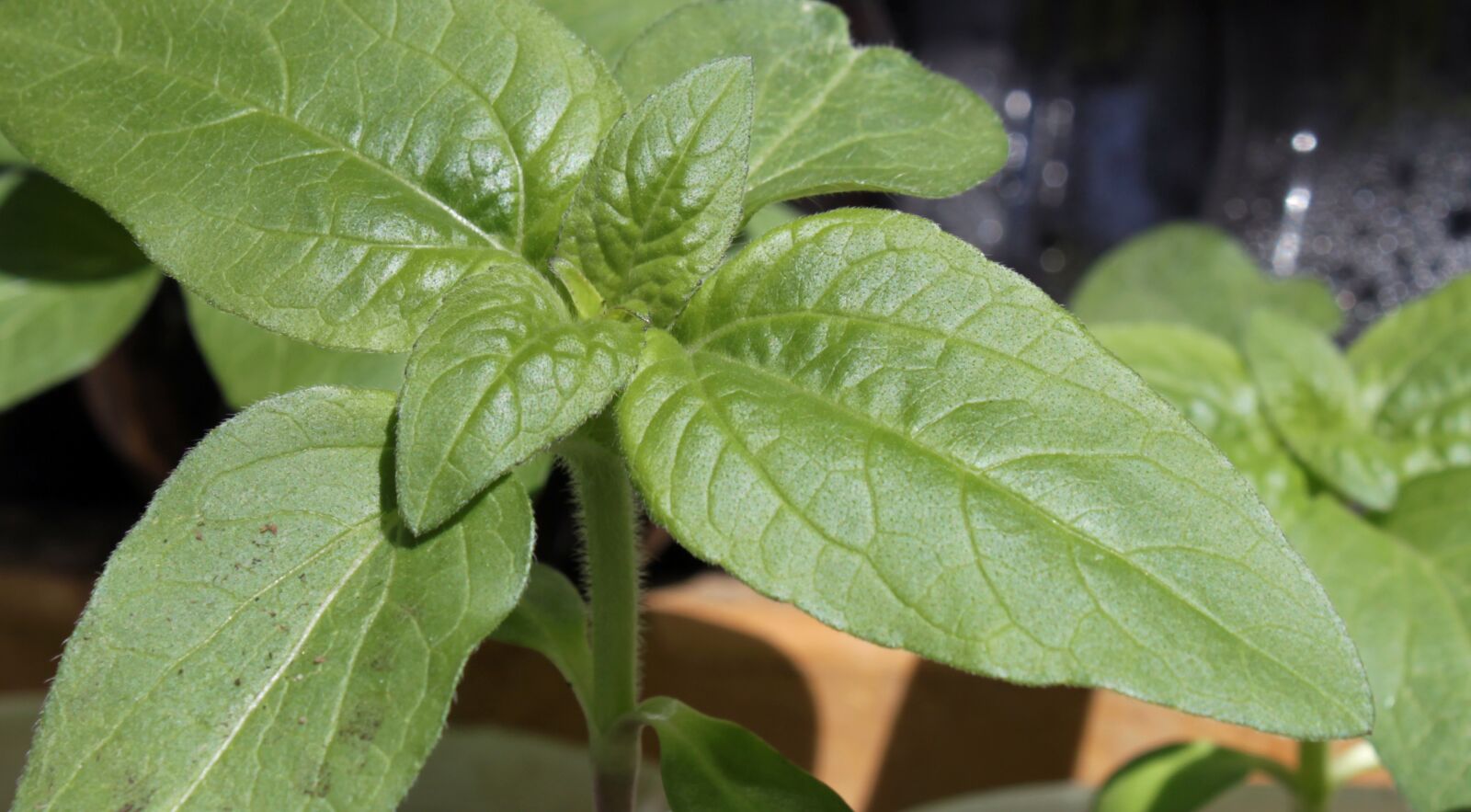 Canon EOS 500D (EOS Rebel T1i / EOS Kiss X3) sample photo. Sunflower, seedling, close-up photography