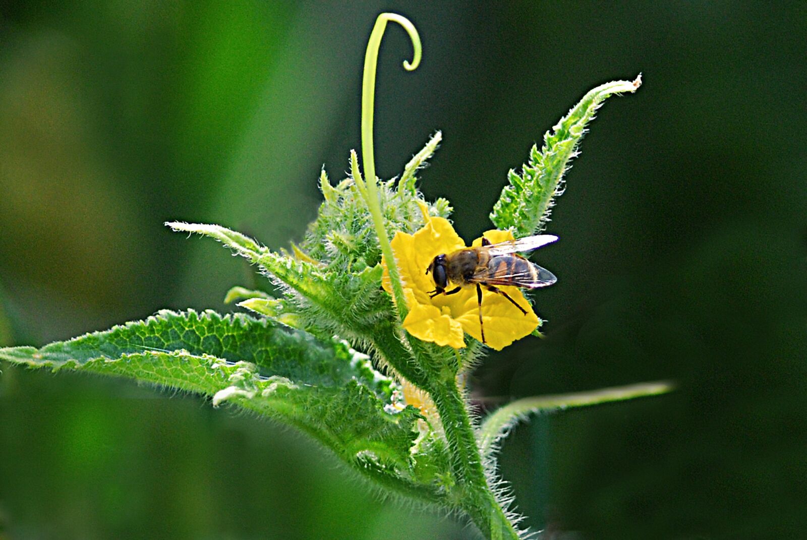 Nikon D80 sample photo. Bee, blossom, potato photography