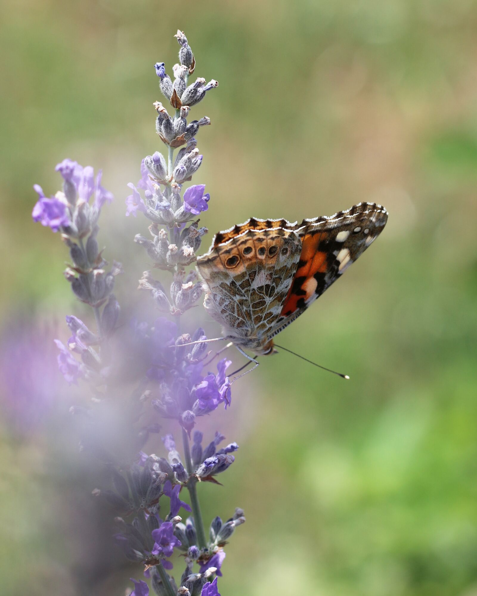 Canon EOS 700D (EOS Rebel T5i / EOS Kiss X7i) sample photo. Painted lady, lavender, violet photography