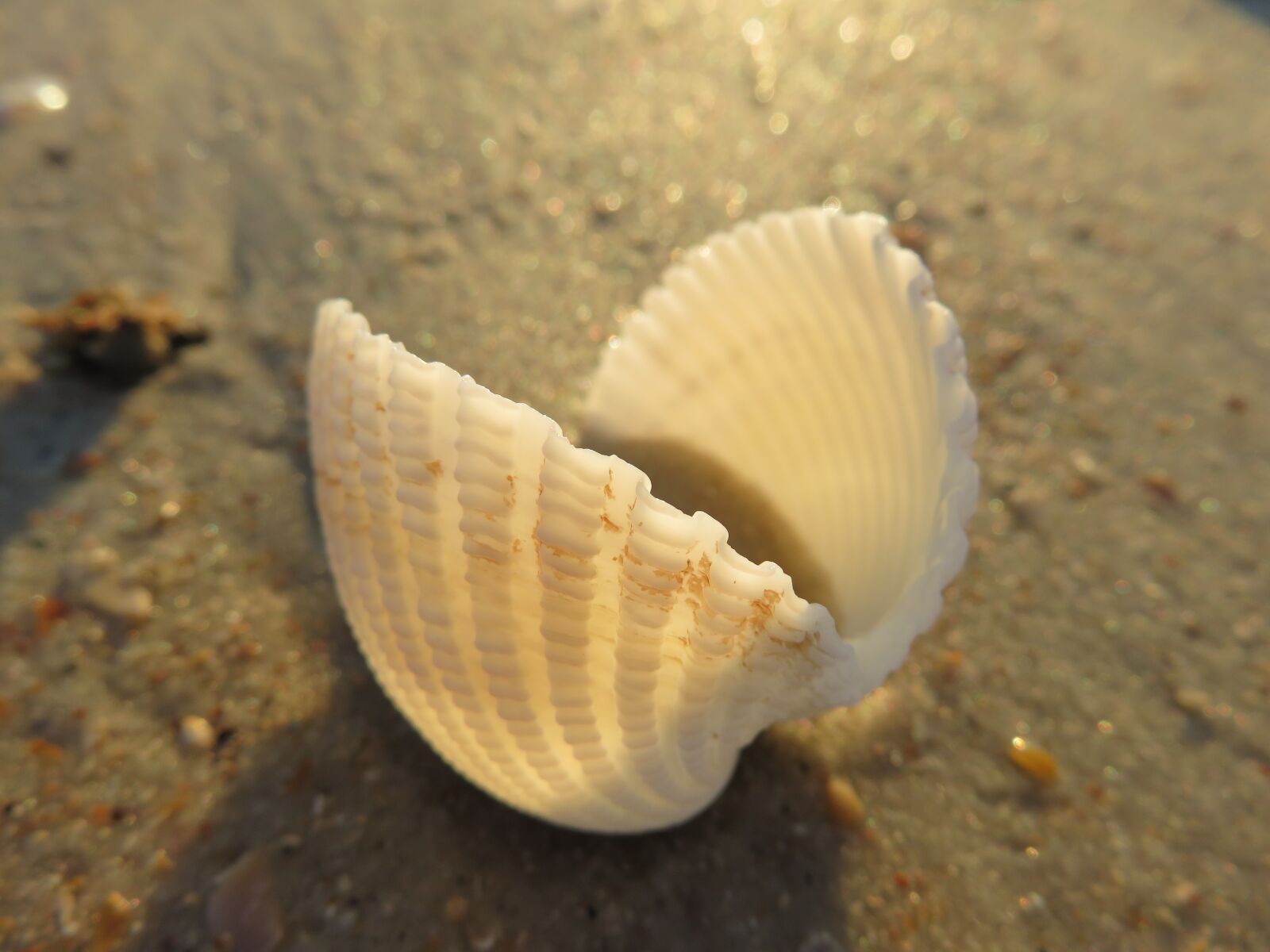 Canon PowerShot SX710 HS sample photo. Seashell, macro, beach photography