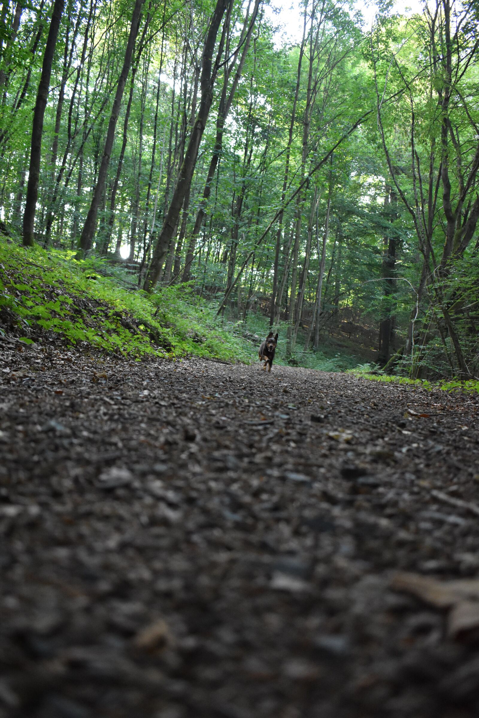 Nikon D3500 sample photo. Dog, forest, nature photography