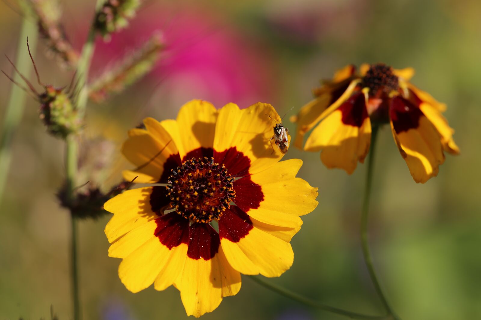 Canon EF 100mm F2.8L Macro IS USM sample photo. Flowers, meadow, flower meadow photography
