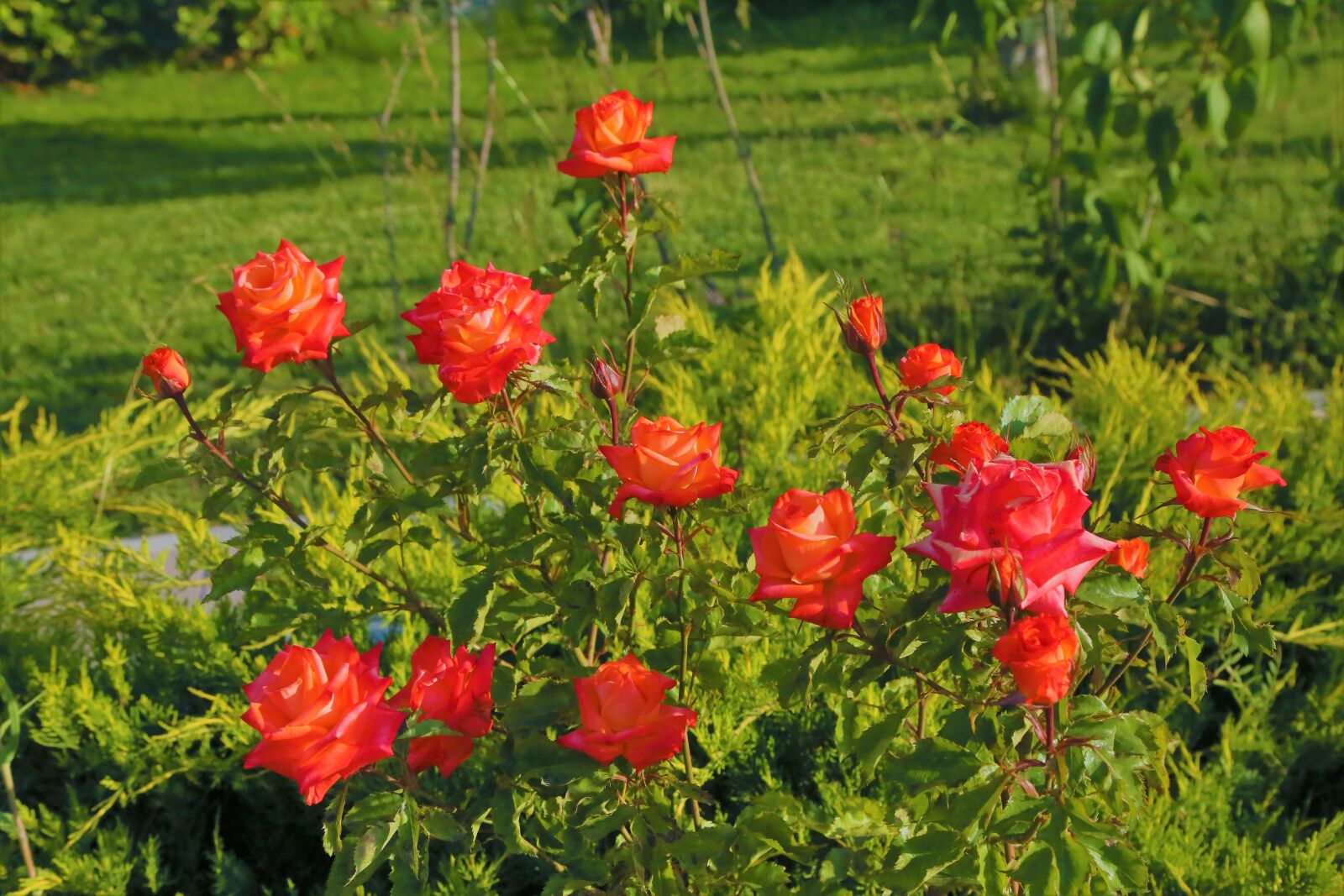 Canon EF 24-105mm F4L IS USM sample photo. Roses, spring, nature photography