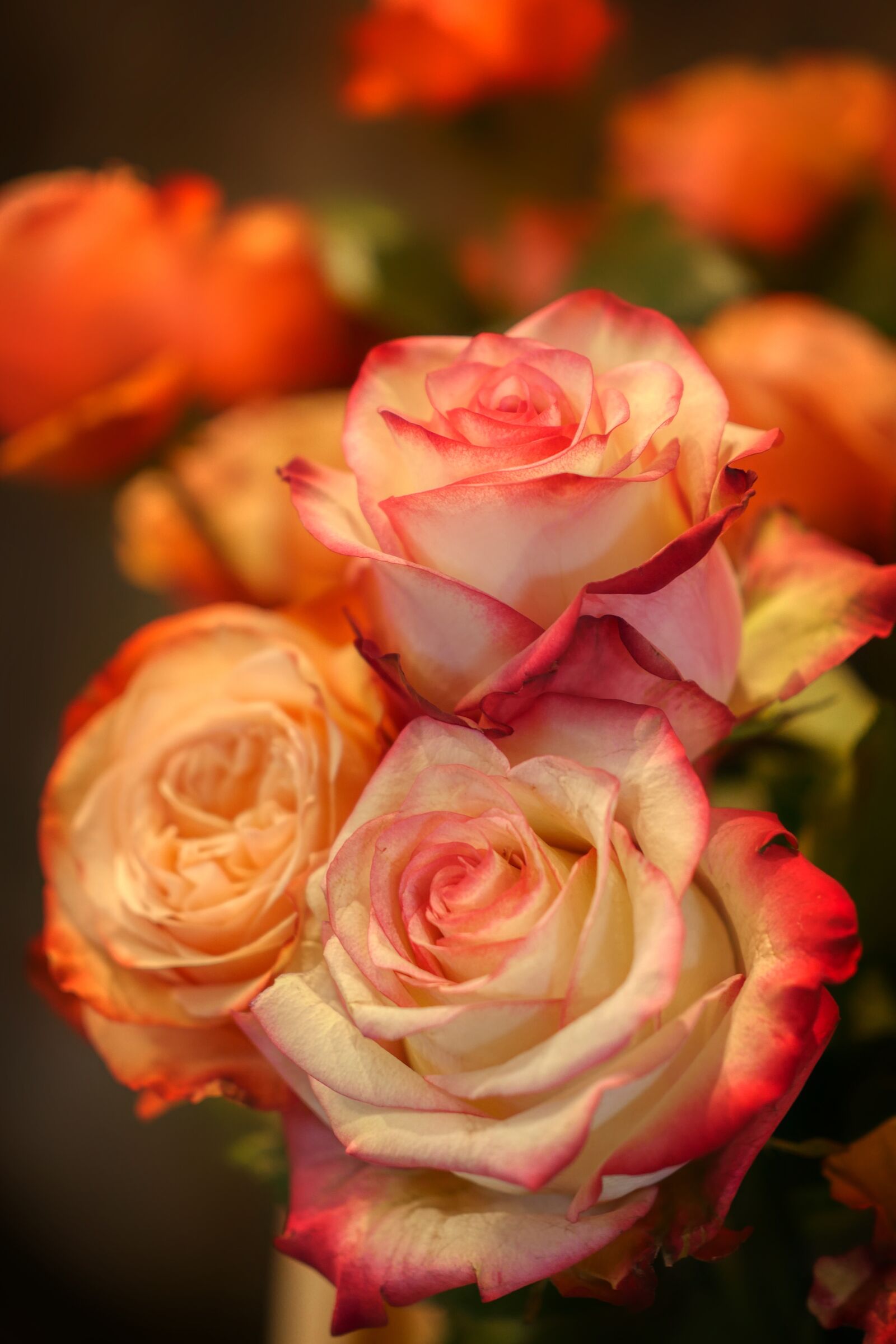 Panasonic Lumix DMC-GX8 sample photo. Rose, flower, blossom photography