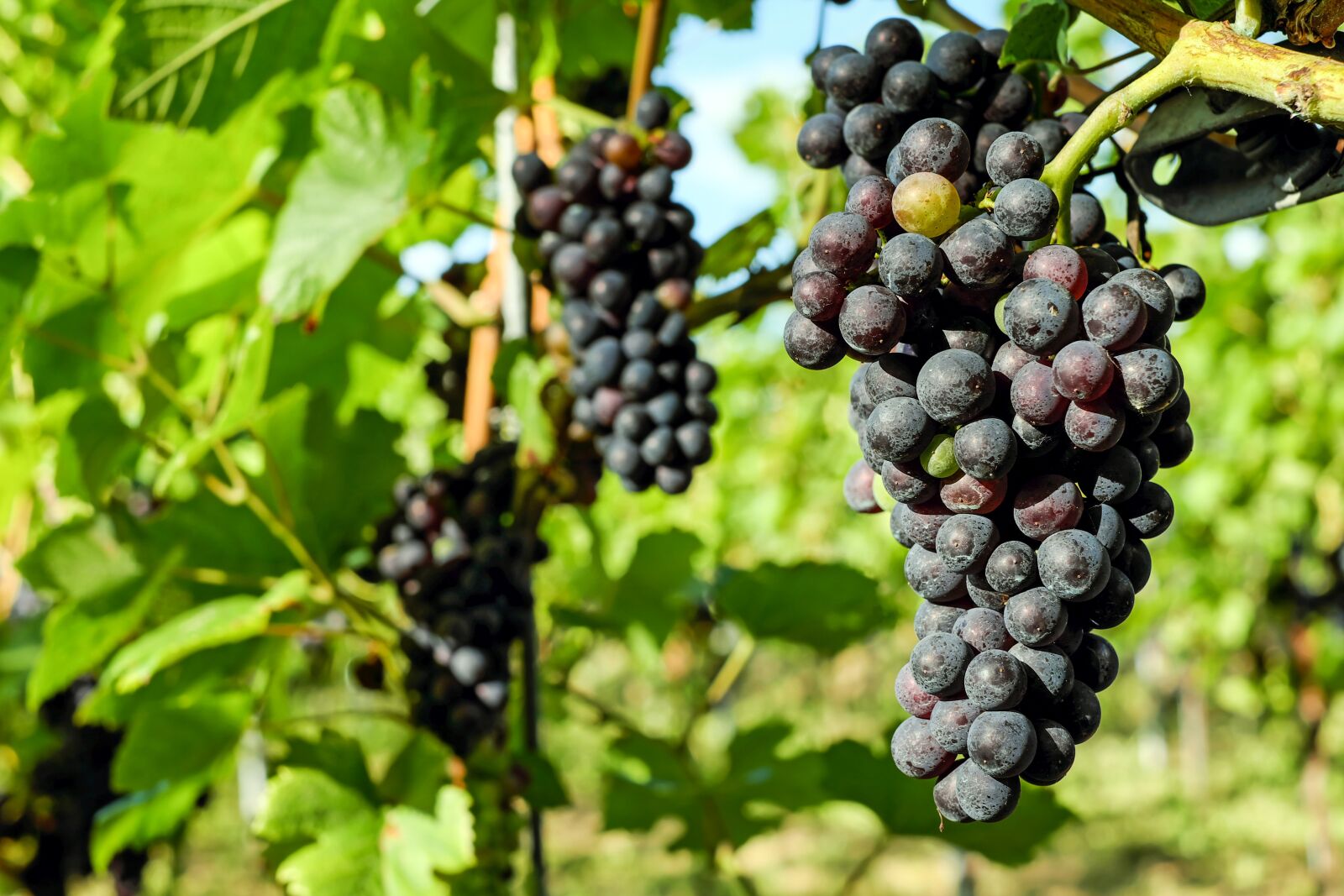 Fujifilm X-T10 + Fujifilm XF 35mm F1.4 R sample photo. Grapes, fruit, vine photography