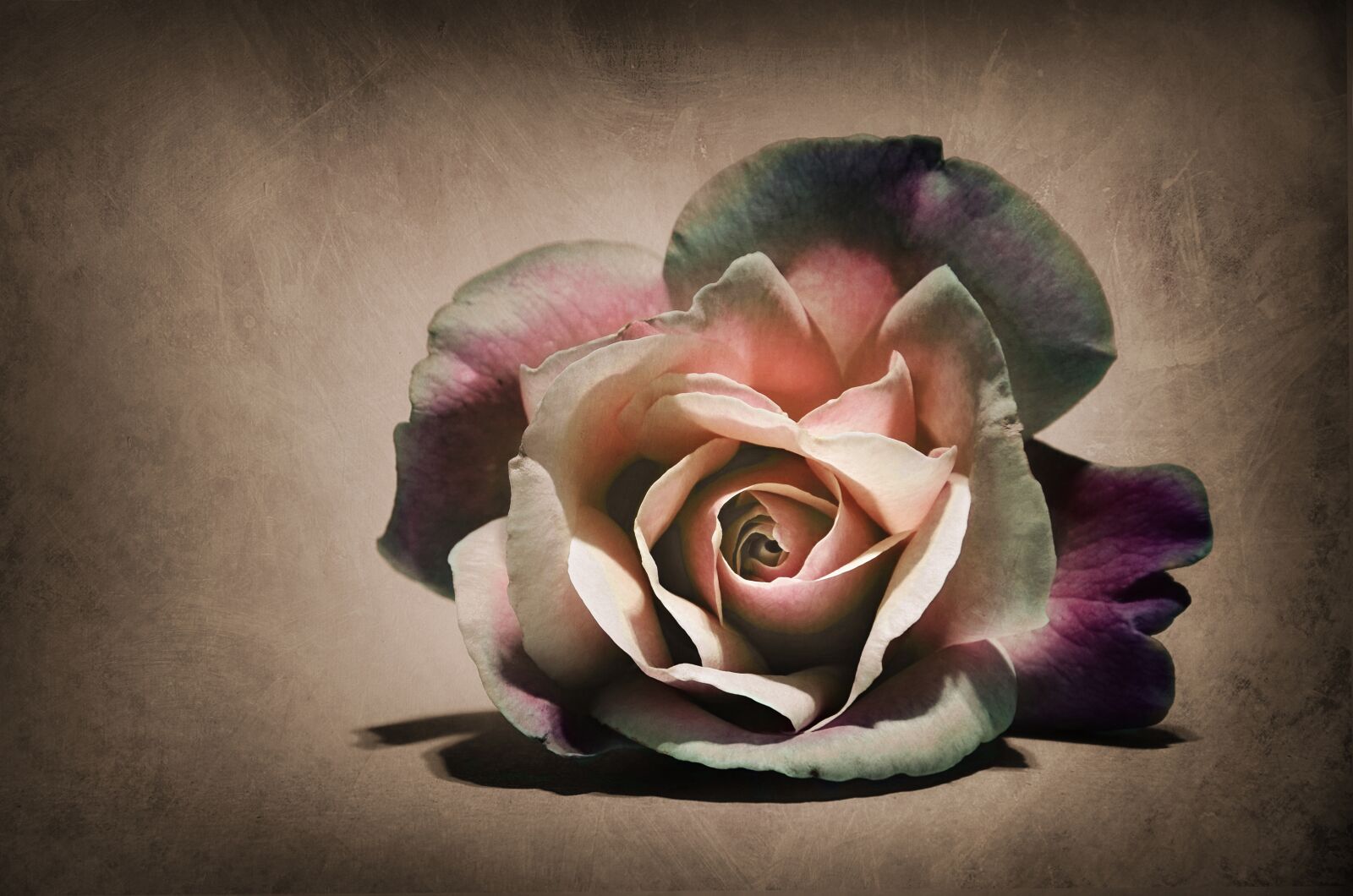 Nikon D7000 sample photo. Flower, rosa, nature photography