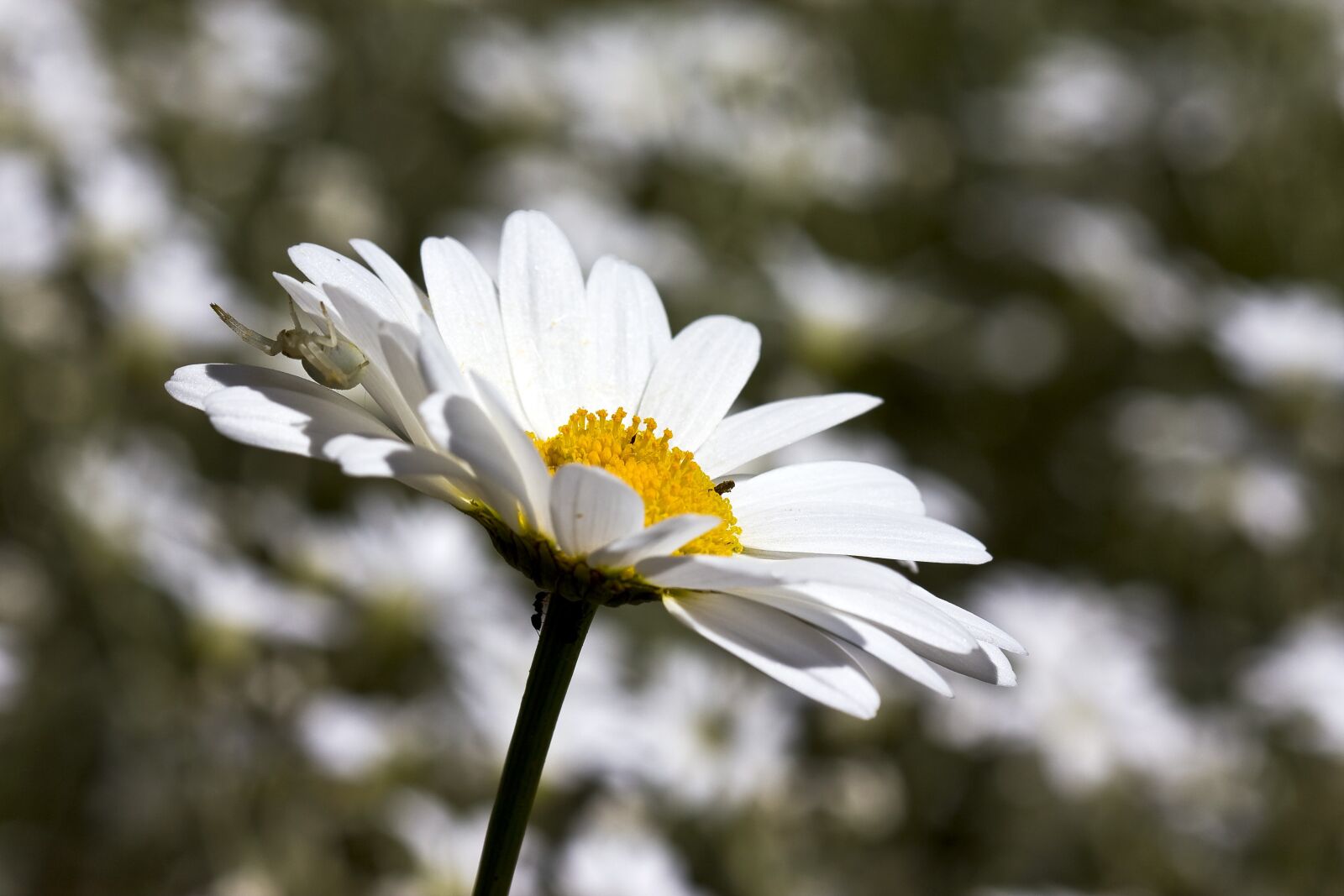 Canon EOS 40D sample photo. Flower, daisy, summer photography