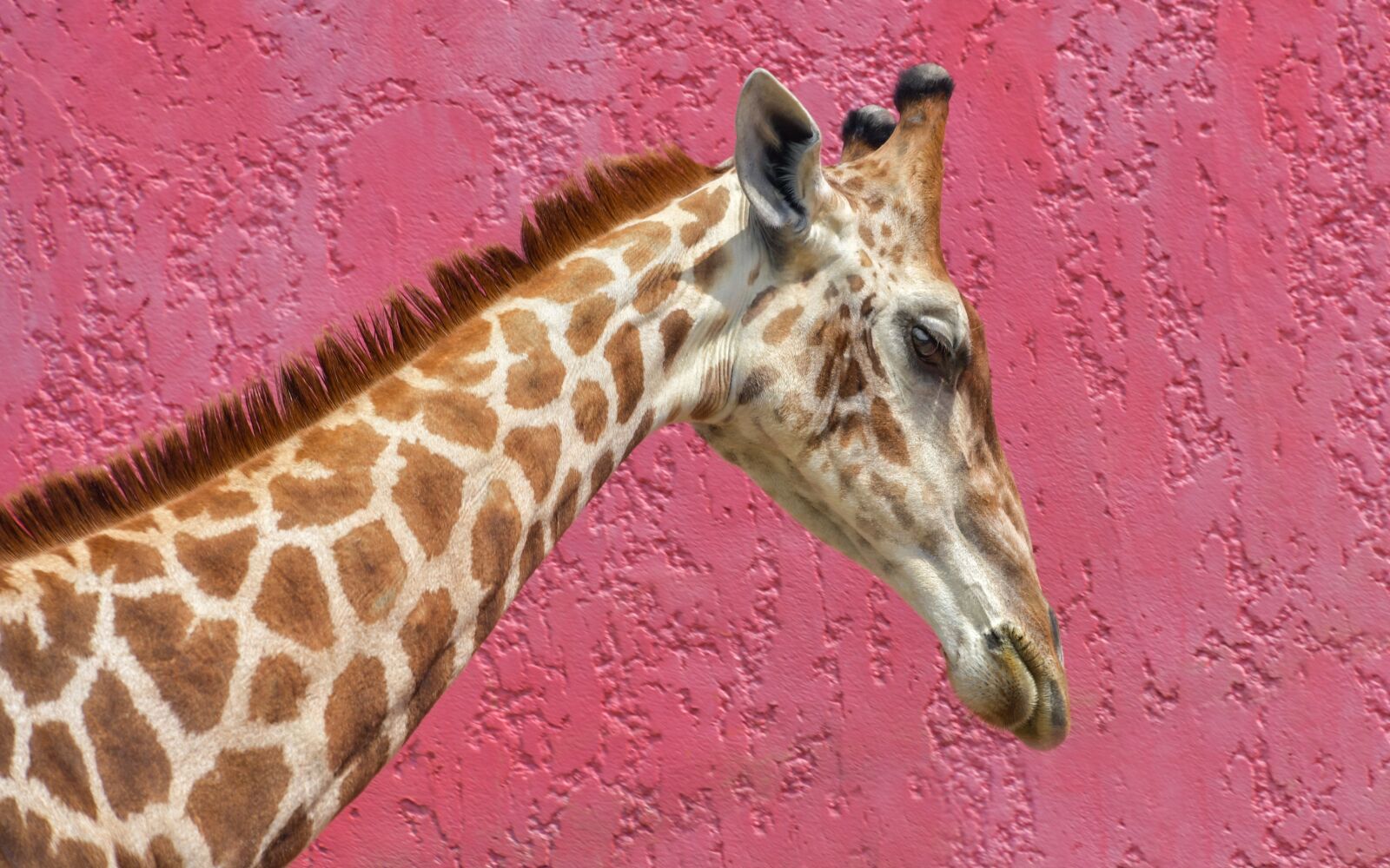 Nikon D500 sample photo. Giraffe, long neck, pink photography