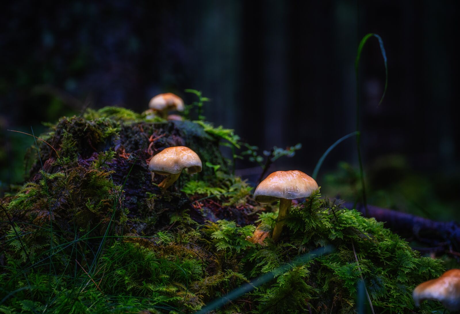 Sony E PZ 18-105mm F4 G OSS sample photo. Mushroom, mushrooms, forest photography