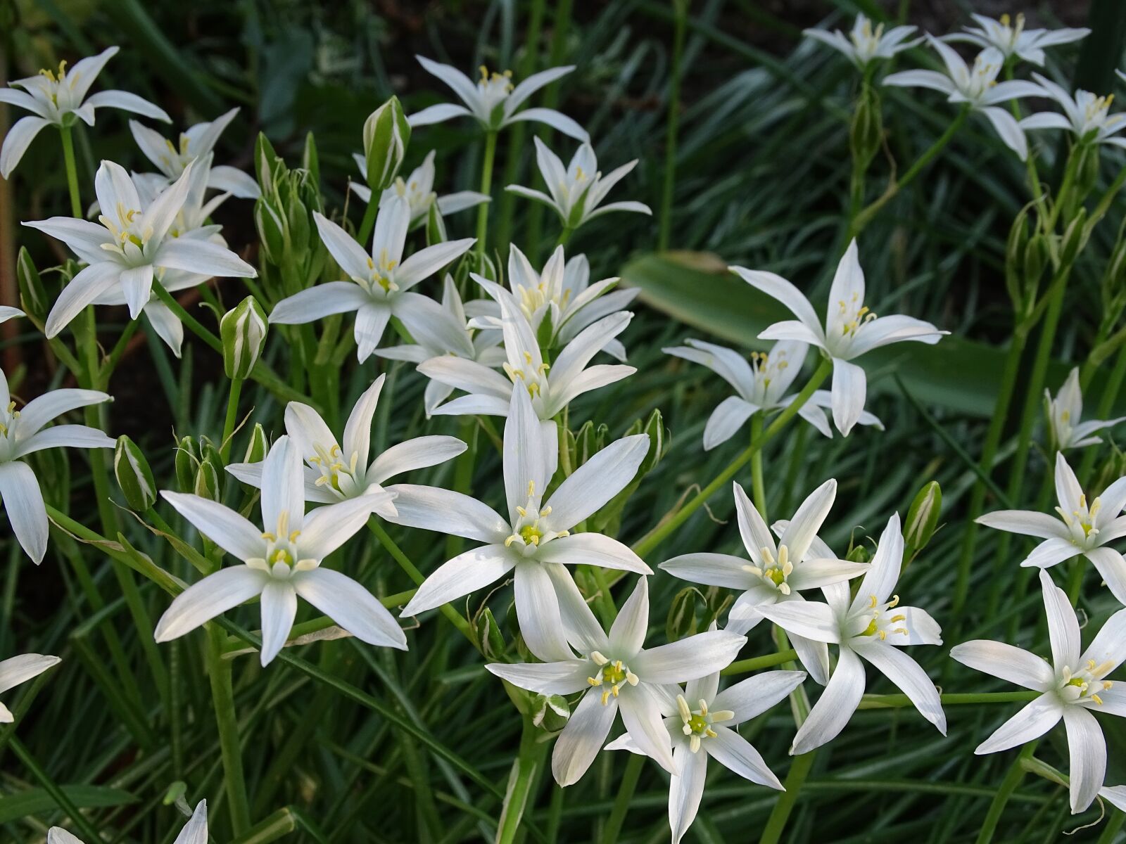 Sony Cyber-shot DSC-HX400V sample photo. Milk star, spring flower photography
