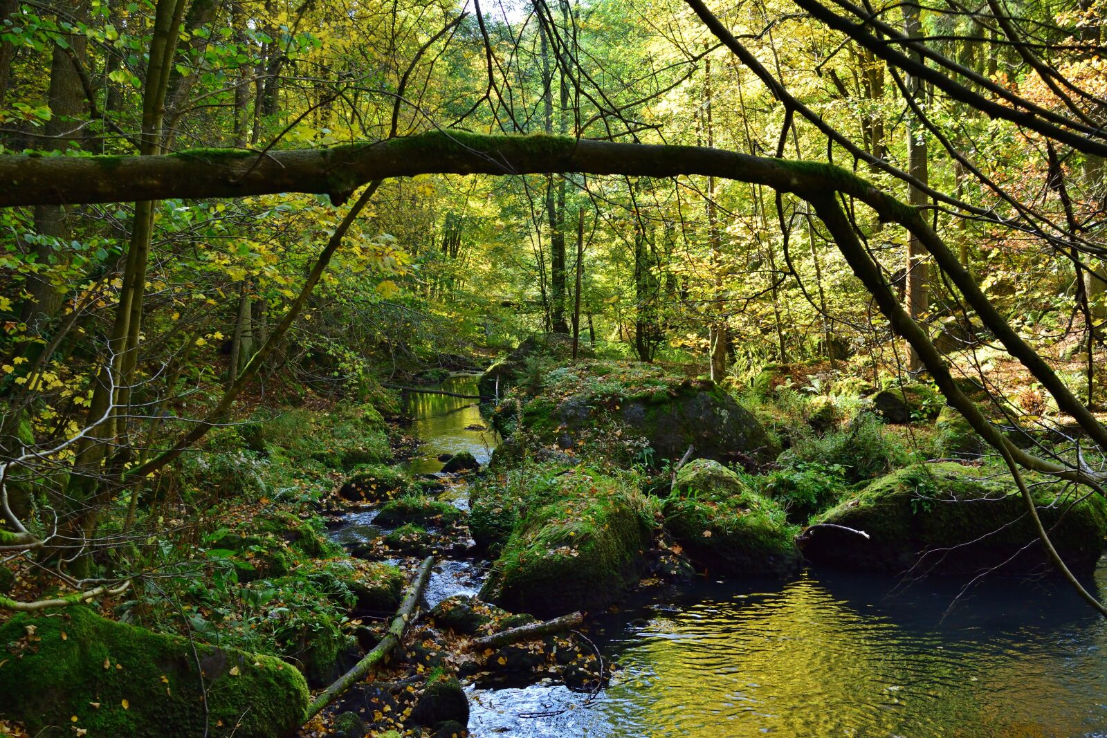 Nikon D5200 sample photo. Nature, forest, creek photography