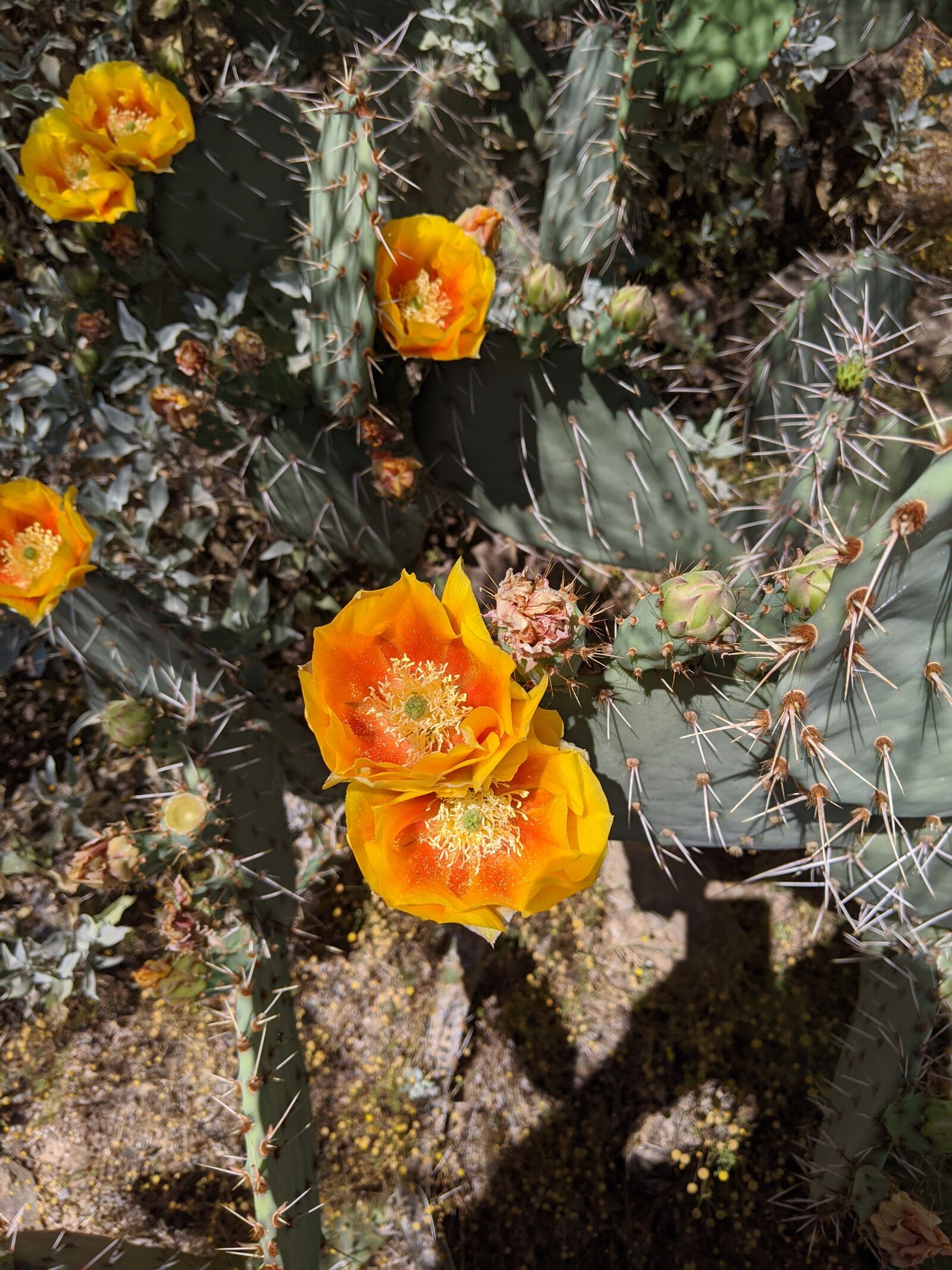 Google Pixel 3 XL sample photo. Cactus flowers, prickly pear photography