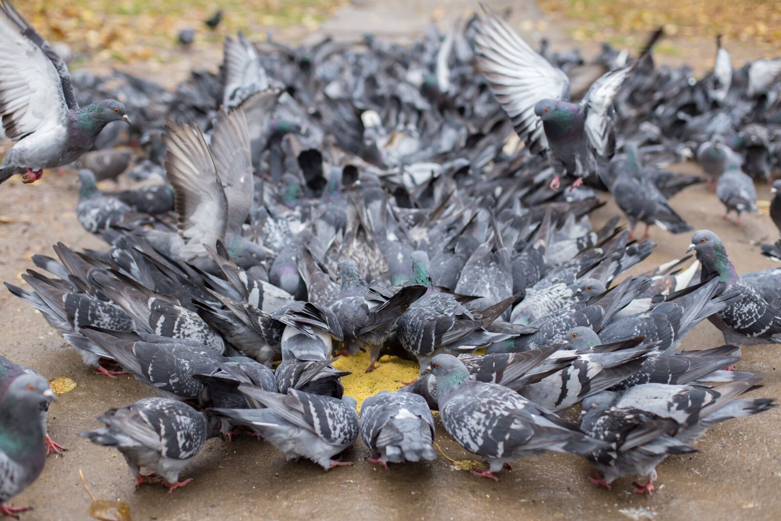 Canon EOS 6D + Canon EF 50mm F1.4 USM sample photo. Pigeons, a flock of photography