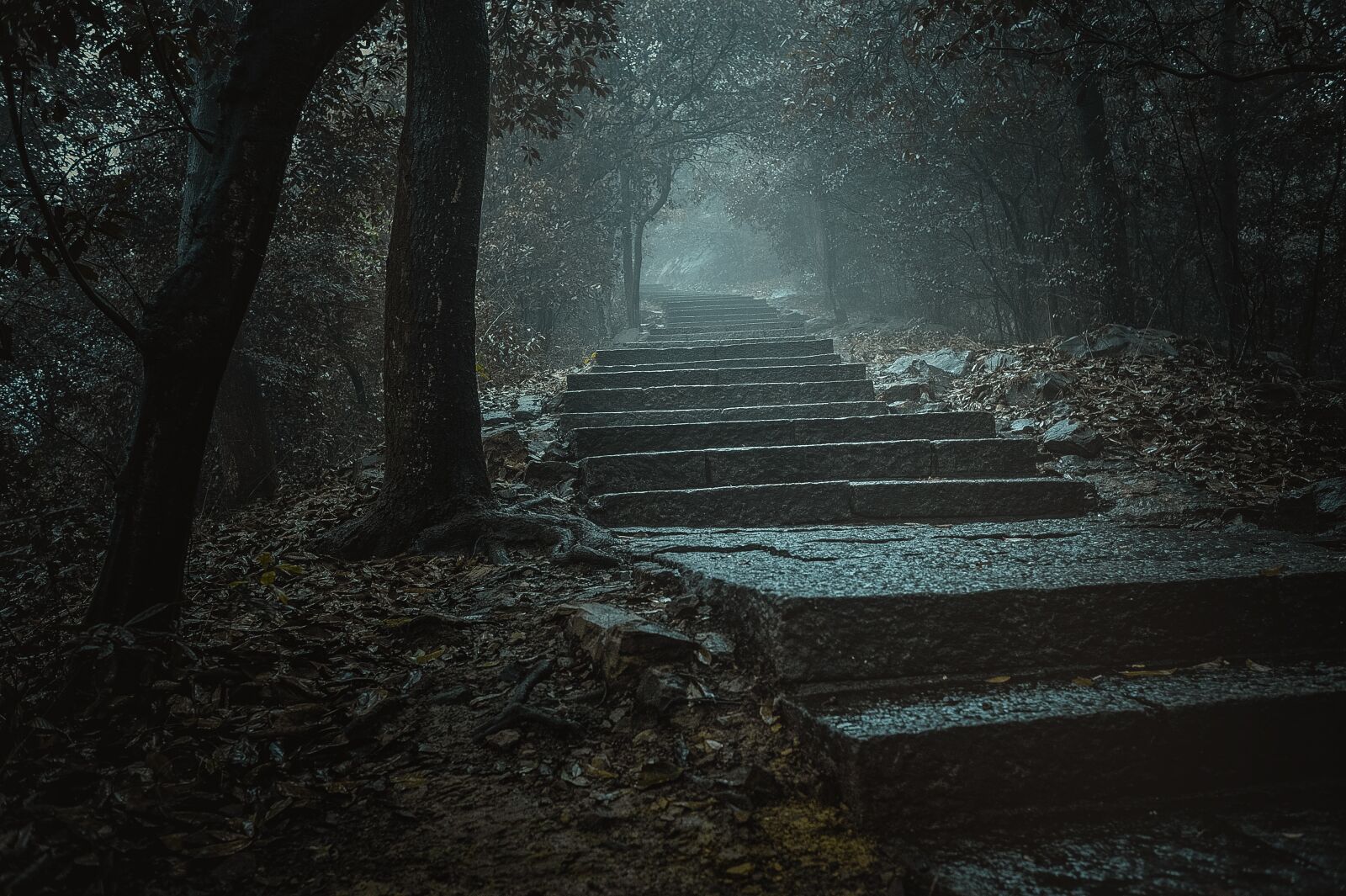 Nikon D700 sample photo. Mysterious, fog, path photography