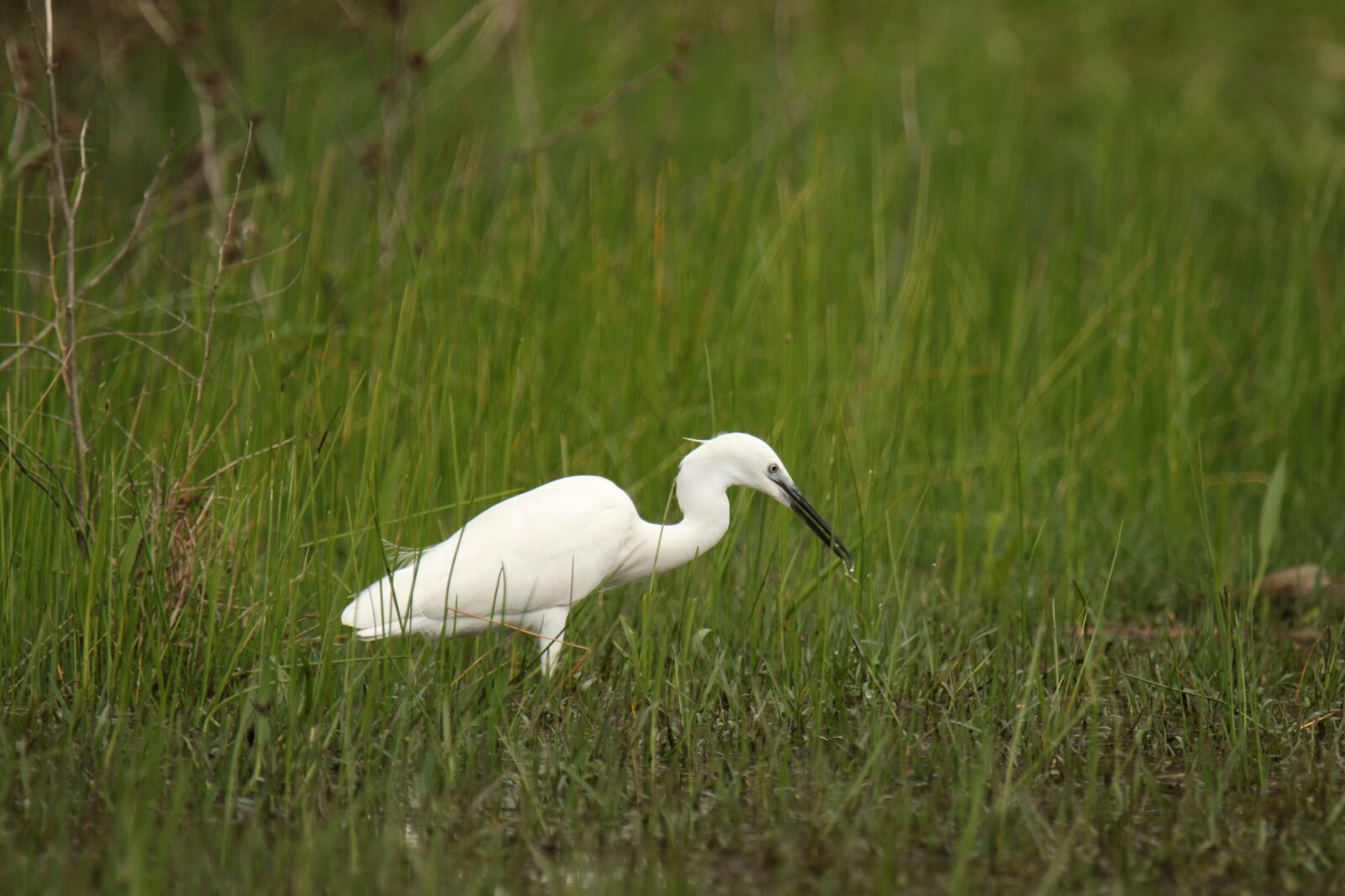 Canon EOS 7D Mark II sample photo. Bird, little egret, nature photography