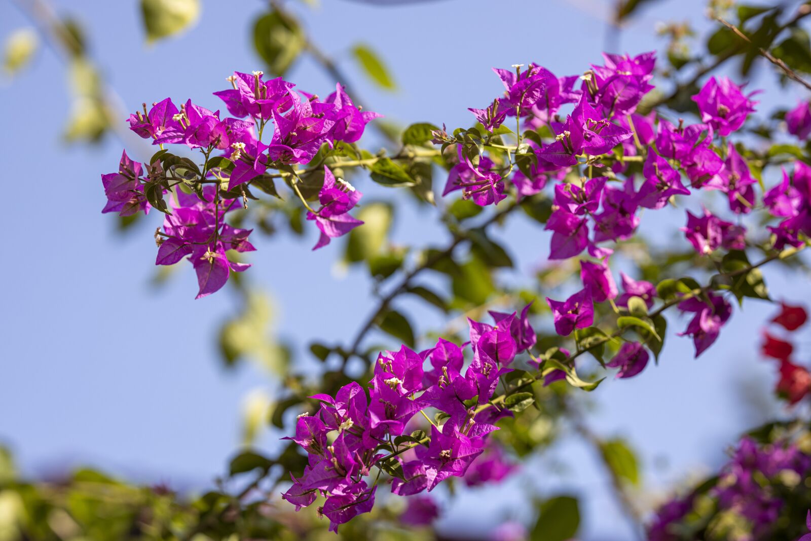 Canon RF 85mm F1.2L USM sample photo. Flower, plant, nature photography