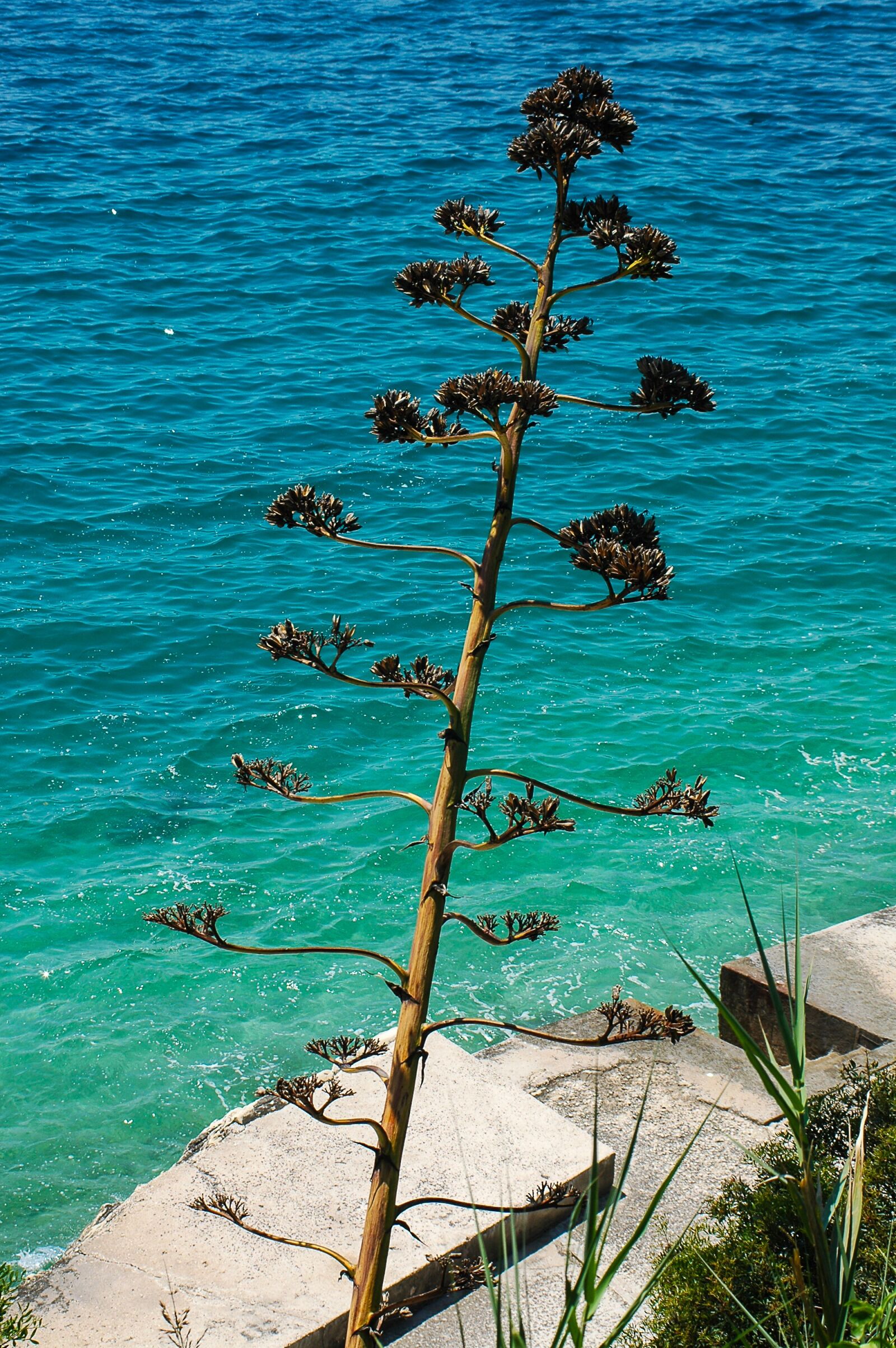 Nikon D70 sample photo. Agave, plant, inflorescence photography