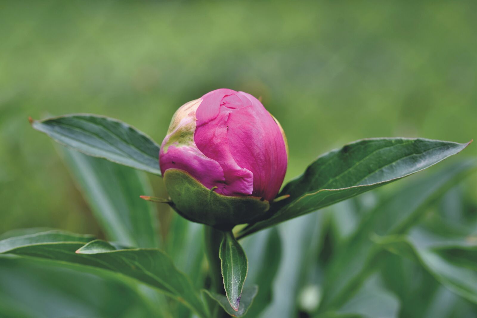 Nikon D7200 sample photo. Peony, bud, flower photography