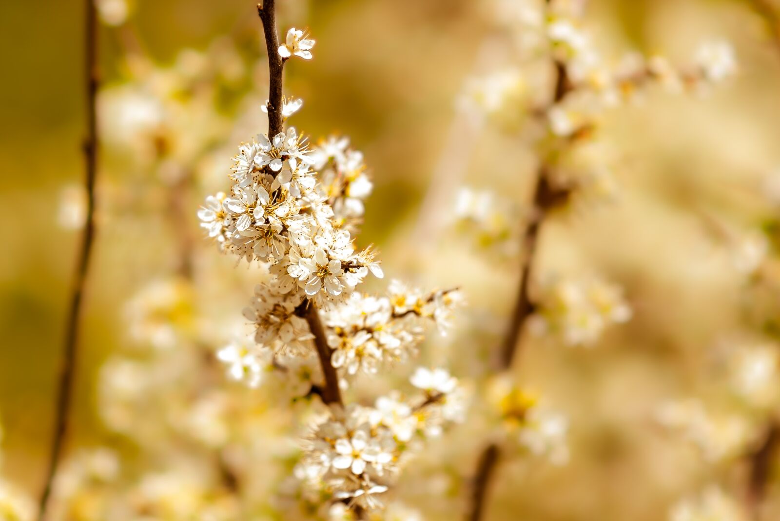 Nikon D750 sample photo. Flowers, white, nature photography