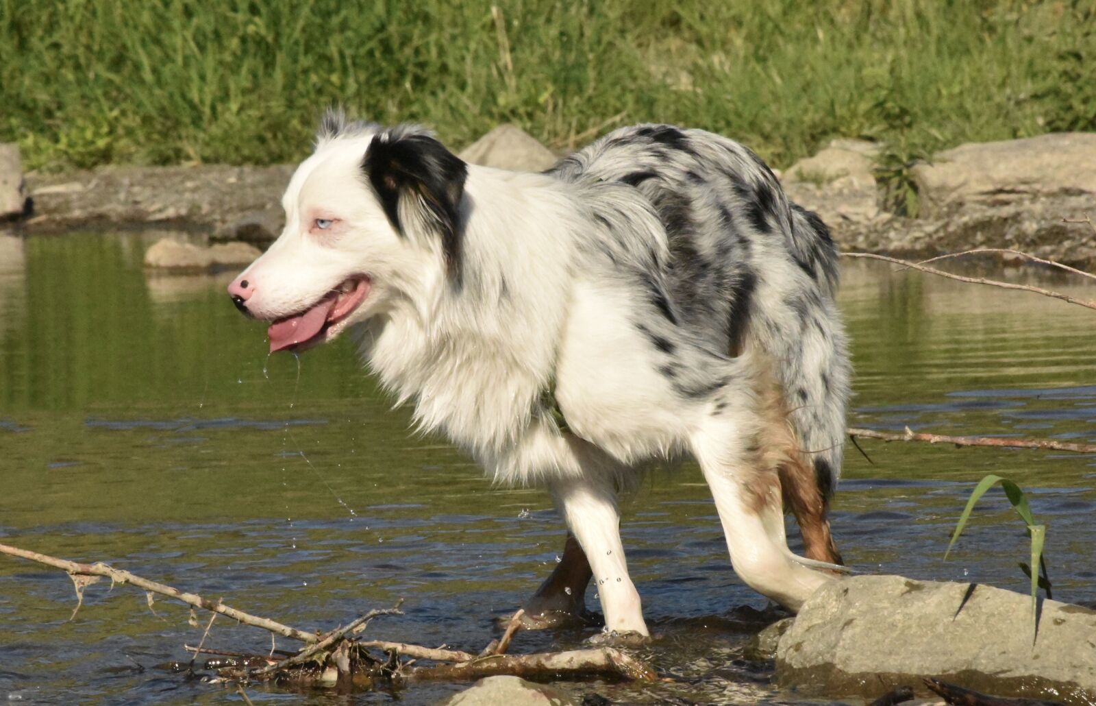 Nikon D810 sample photo. Dog, water, pet photography